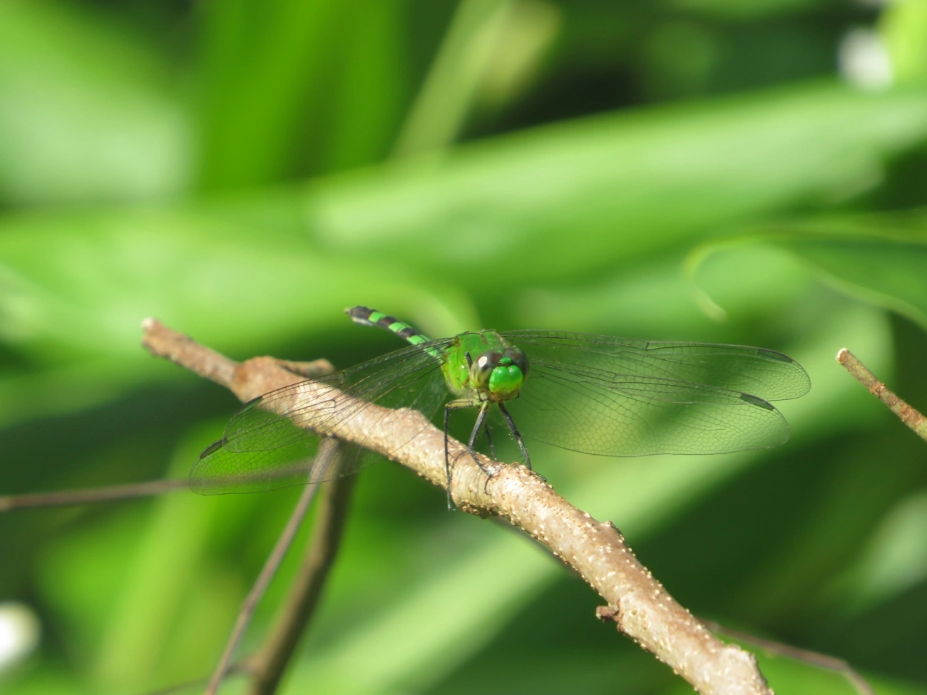 Libélula-verde (Erythemis vesiculosa), insetos, fotografado em Maresias, São Sebastião