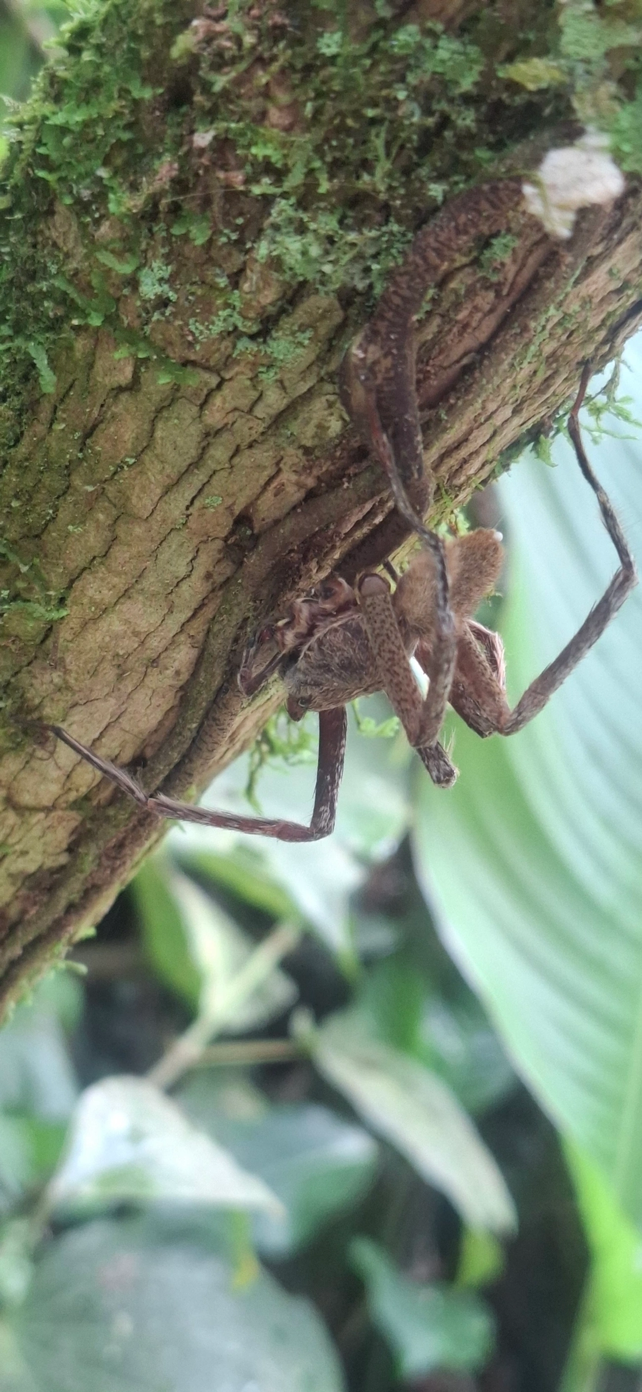 Ctenus, aracnídeos, fotografado em Maresias, São Sebastião