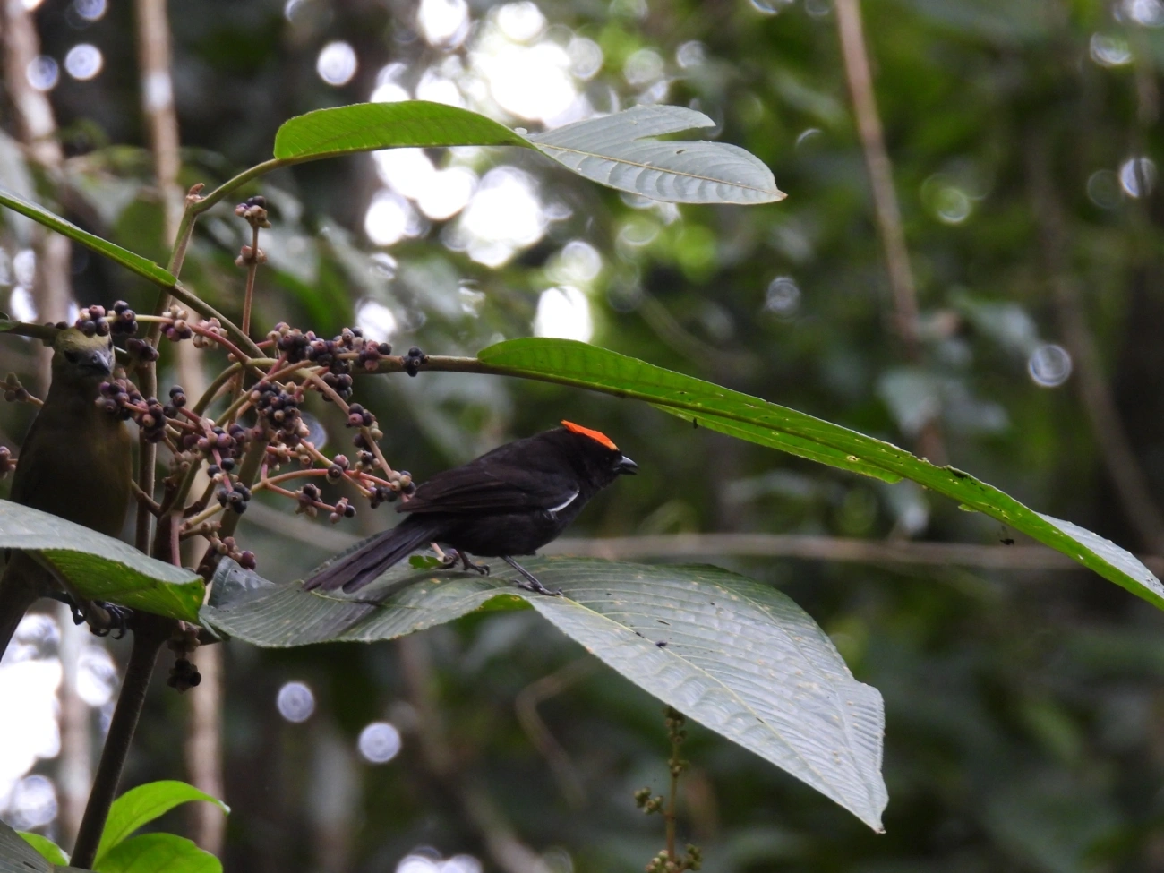 Tiê-galo (Loriotus cristatus), aves, fotografado em Maresias, São Sebastião