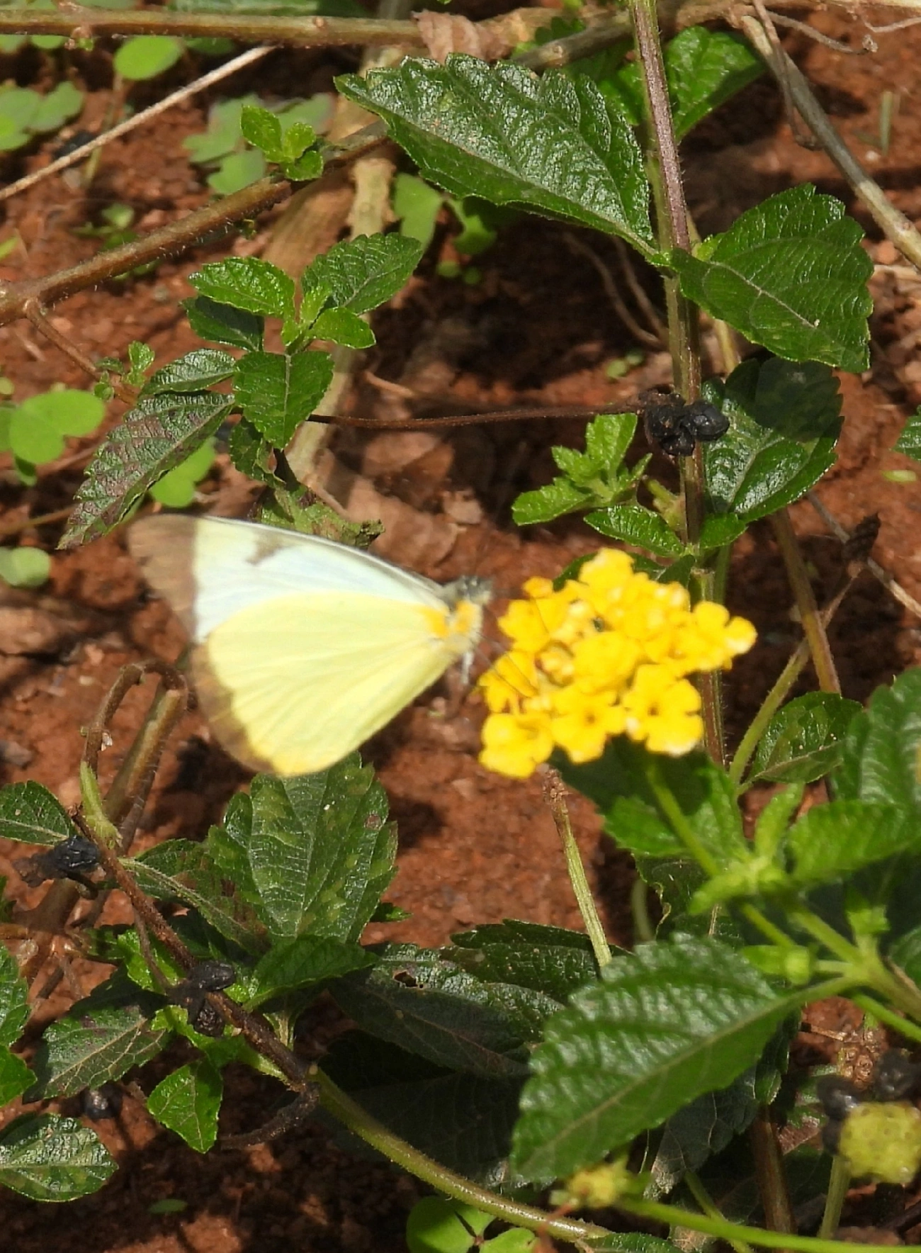 Branca-comum (Melete lycimnia), insetos, fotografado em Bragança Paulista