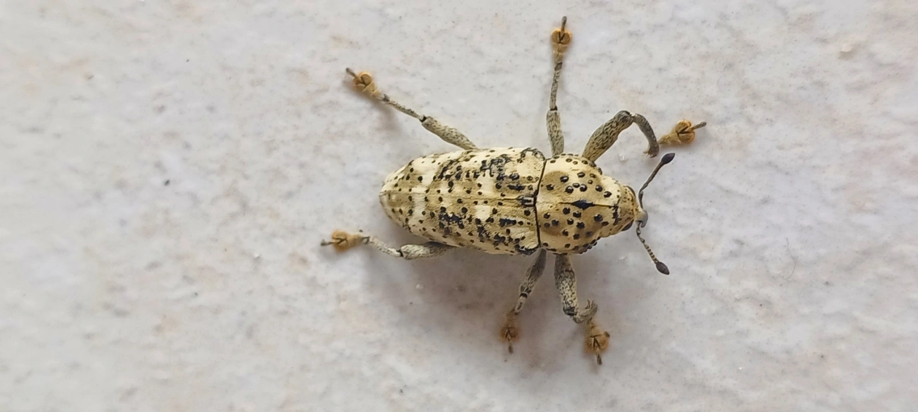 Broca-da-ráquis-foliar (Ameris ynca), insetos, fotografado em Maresias, São Sebastião