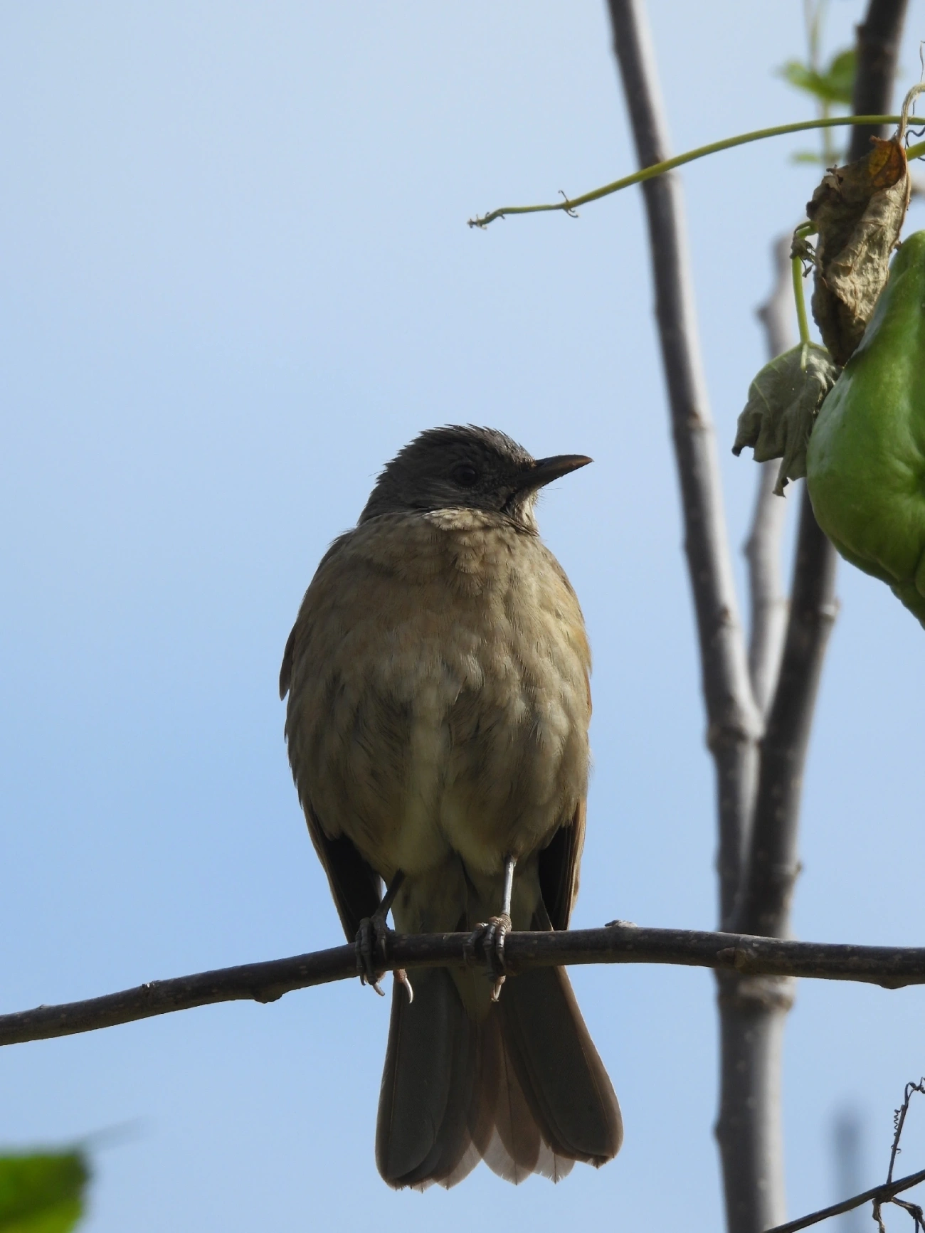Sabiá-barranco (Turdus leucomelas), aves, fotografado em Catuçaba, São Luíz do Paraitinga