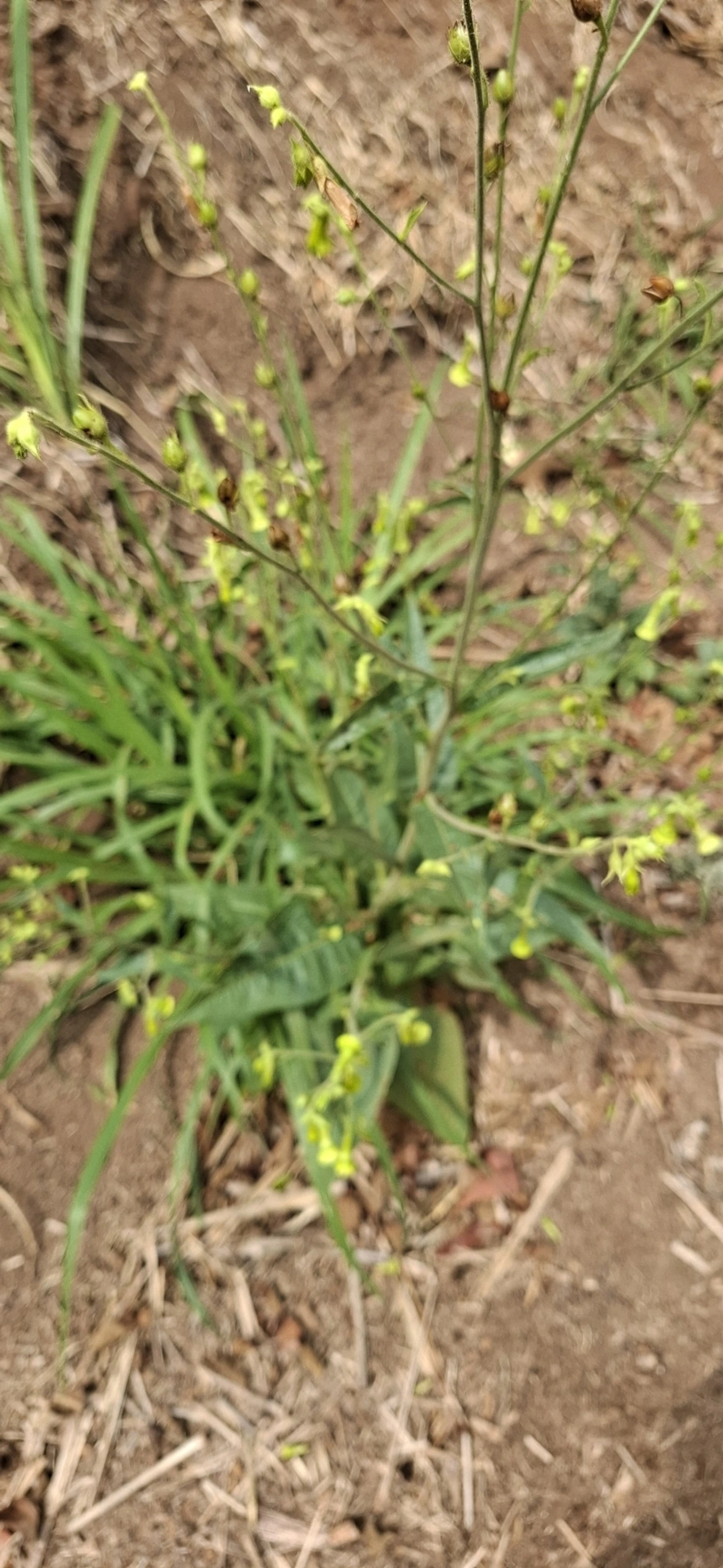 Nicotiana, plantas, fotografado em Itamonte