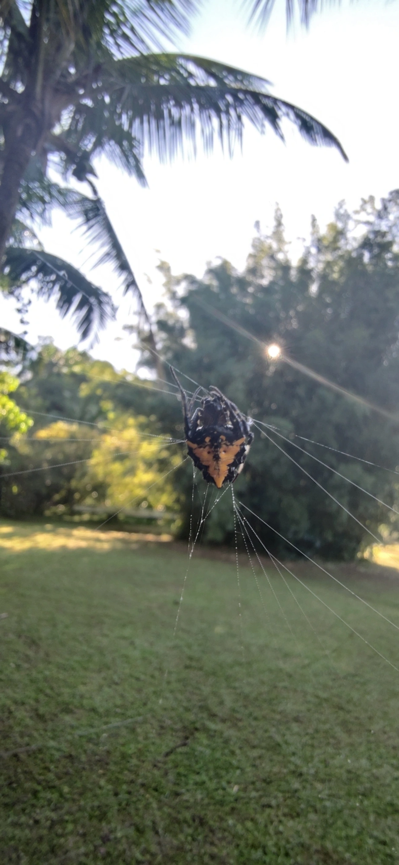 Verrucosa meridionalis, aracnídeos, fotografado em Maresias, São Sebastião