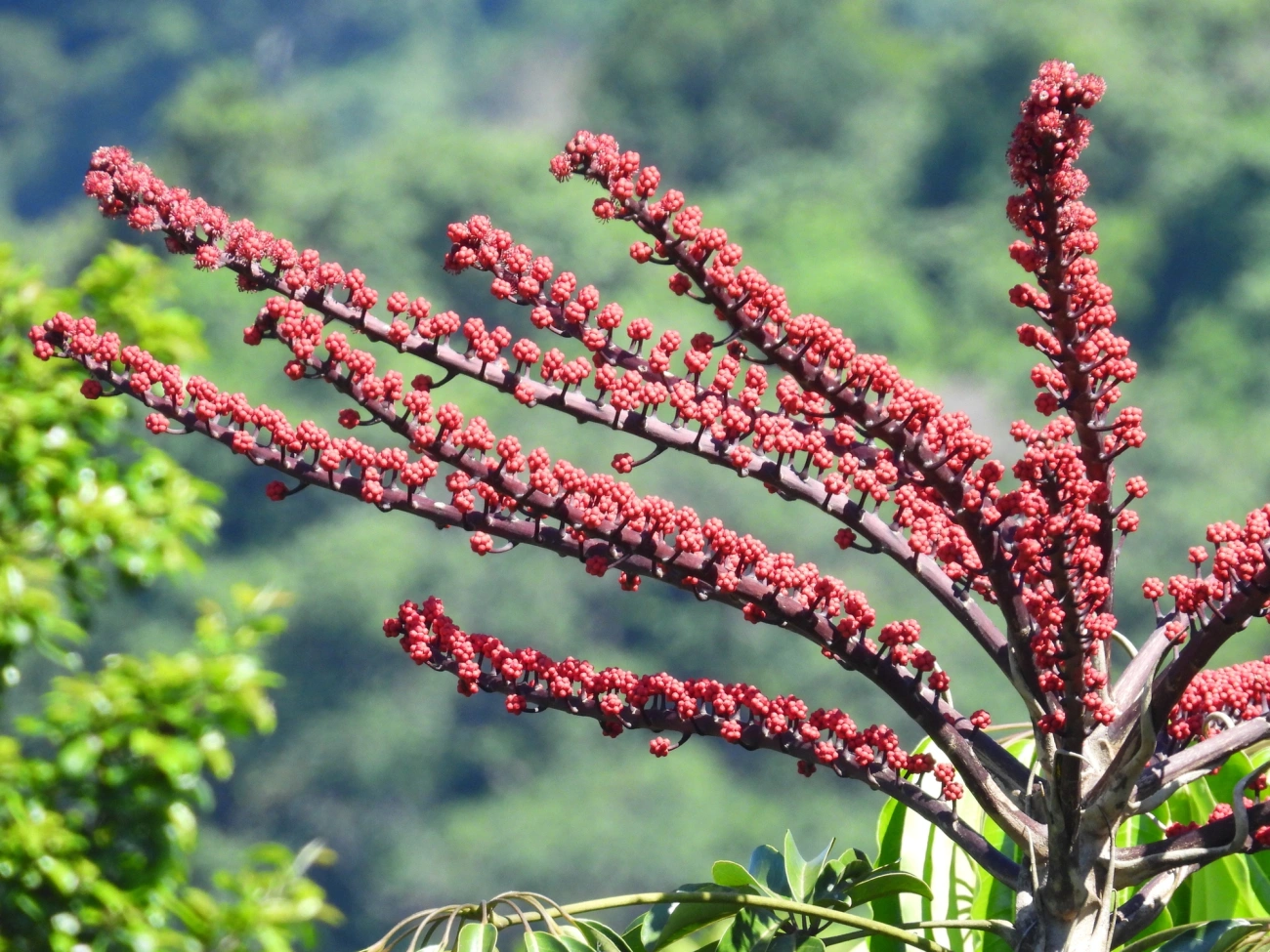 Cheflera-arbórea (Heptapleurum actinophyllum), plantas, fotografado em Maresias, São Sebastião