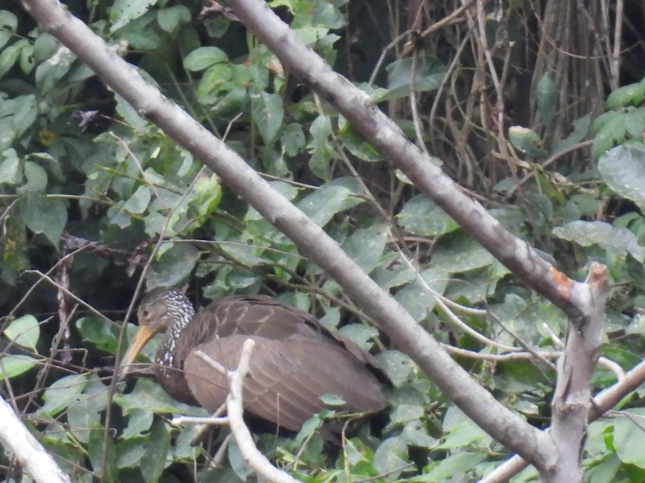 Carão (Aramus guarauna), aves, fotografado em Santa Isabel
