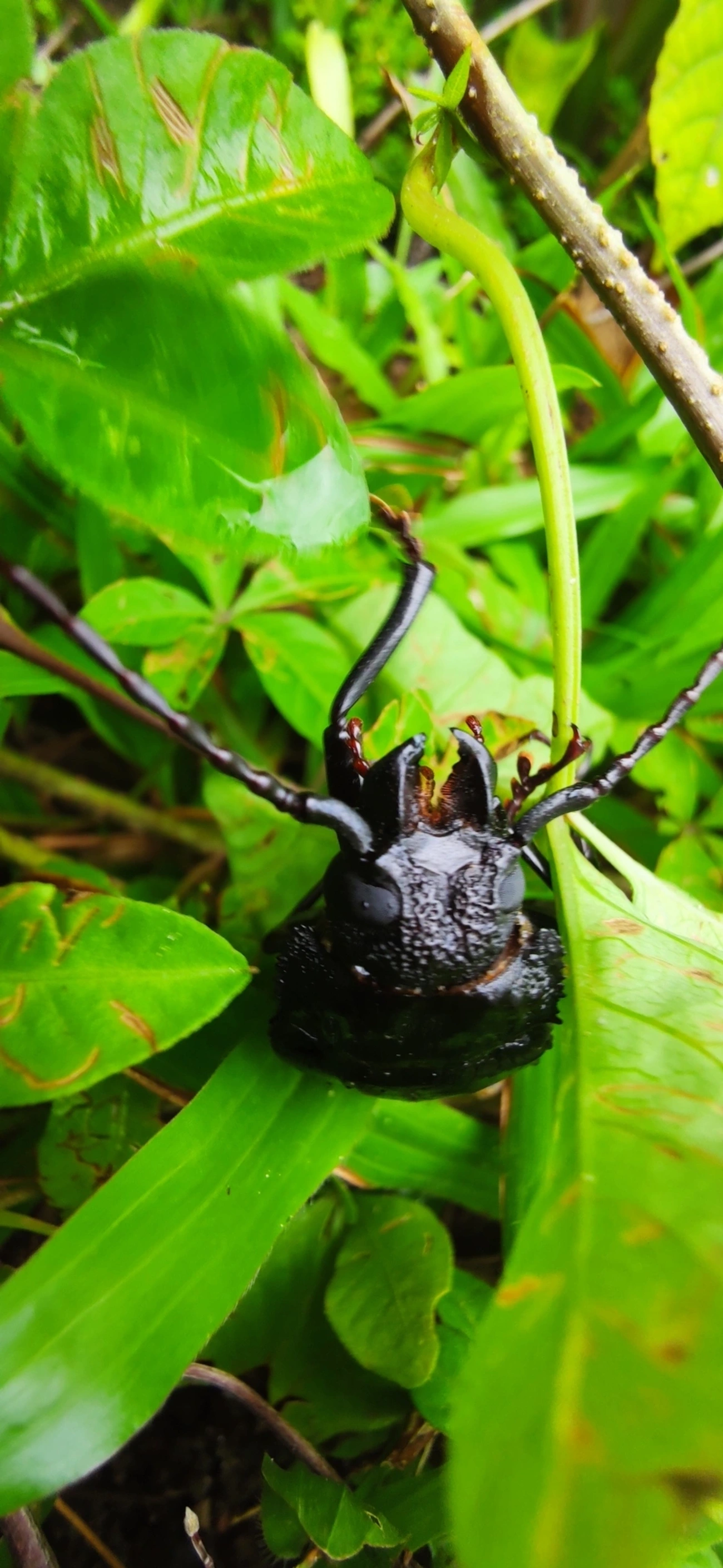 Macrotomini, insetos, fotografado em Maresias, São Sebastião