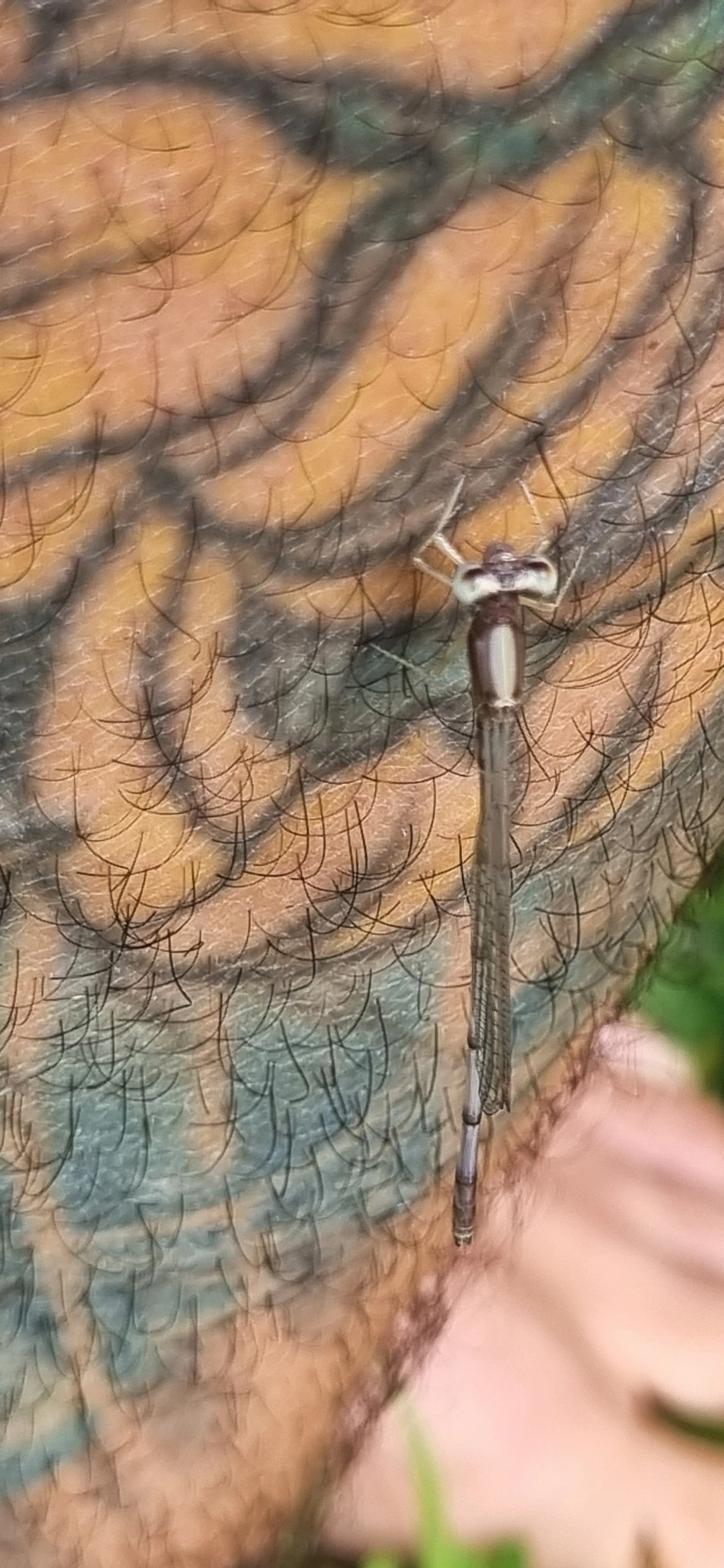 Lestidae, insetos, fotografado em São Sebastião