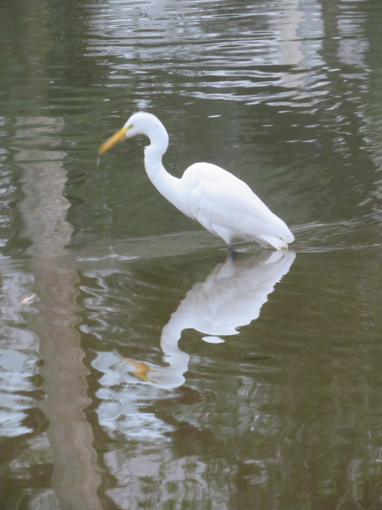 Garça-branca-grande (Ardea alba), aves, fotografado em Indaiá, Caraguatatuba