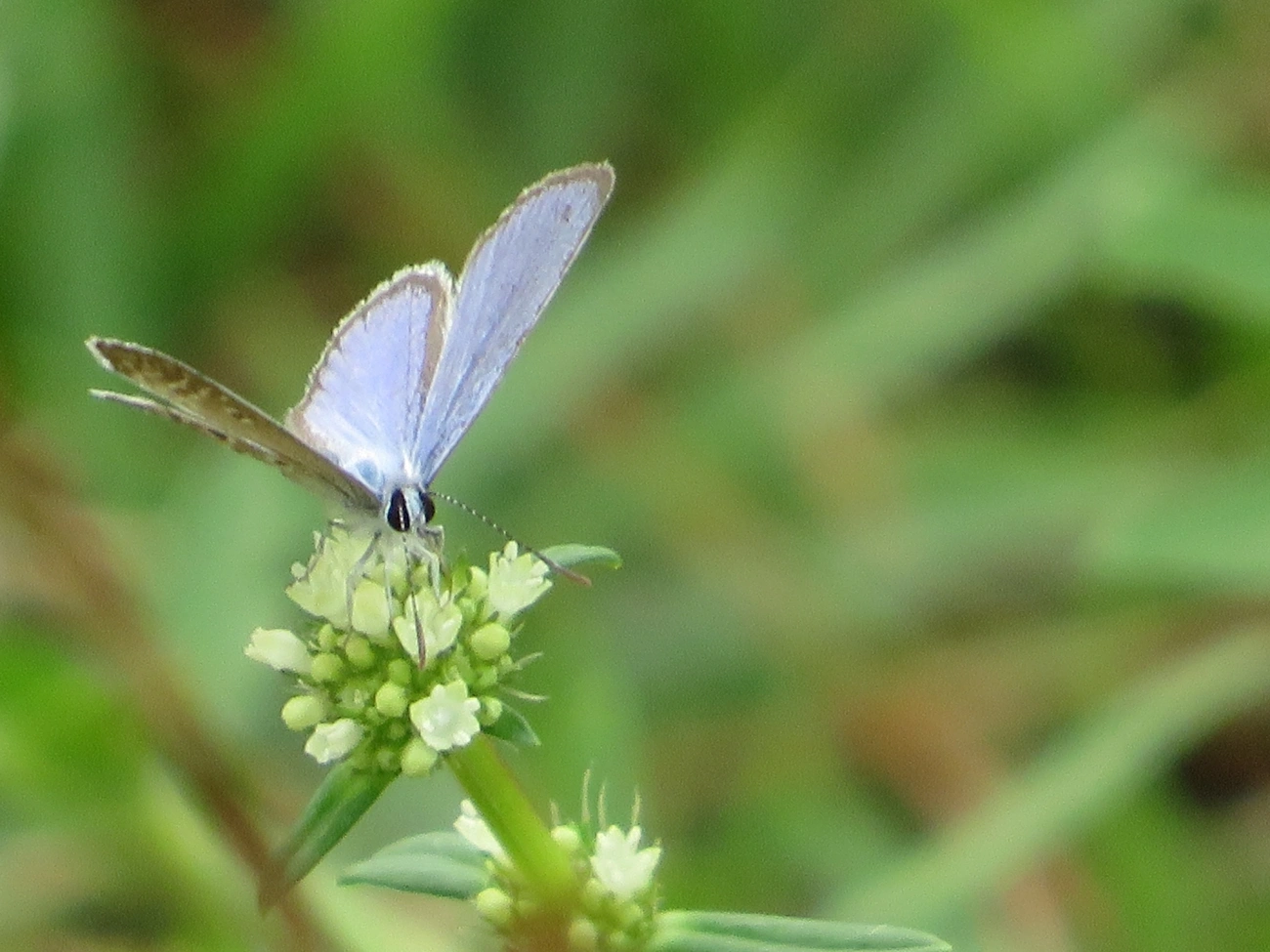 Borboleta-azulzinha-do-trevo (Hemiargus hanno), insetos, fotografado em Maresias, São Sebastião