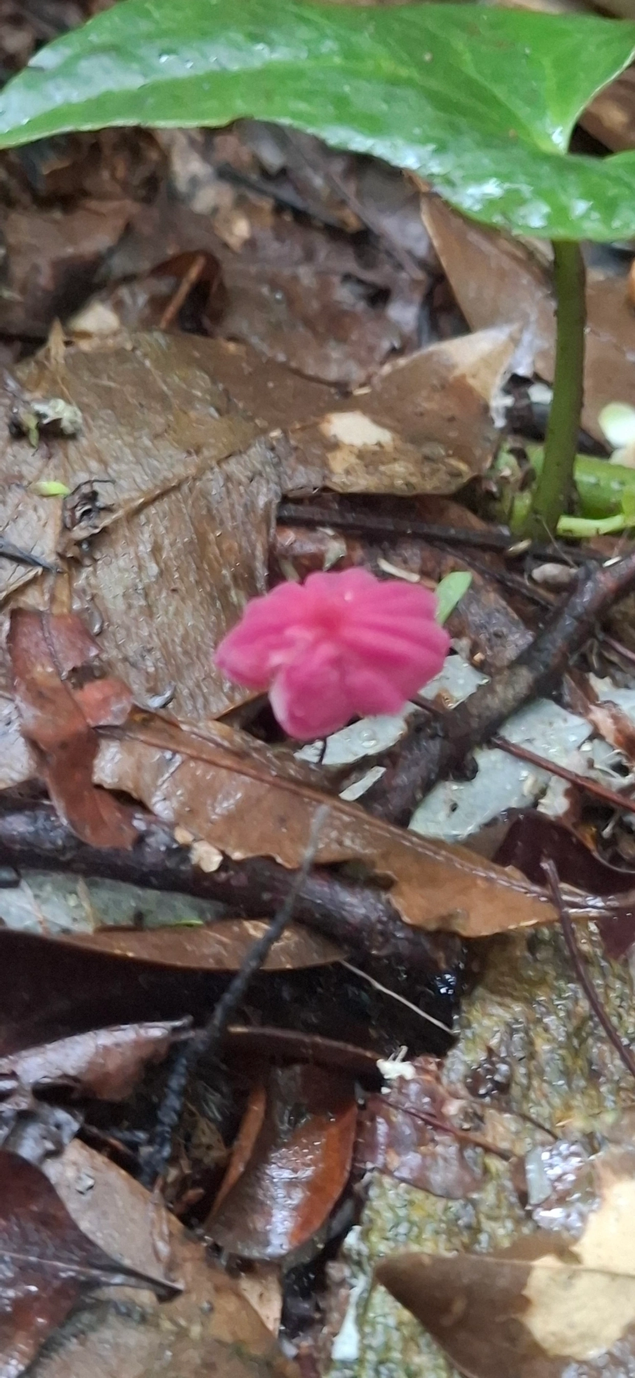 Cata-vento-roxo (Marasmius haematocephalus), fungos, fotografado em Maresias, São Sebastião