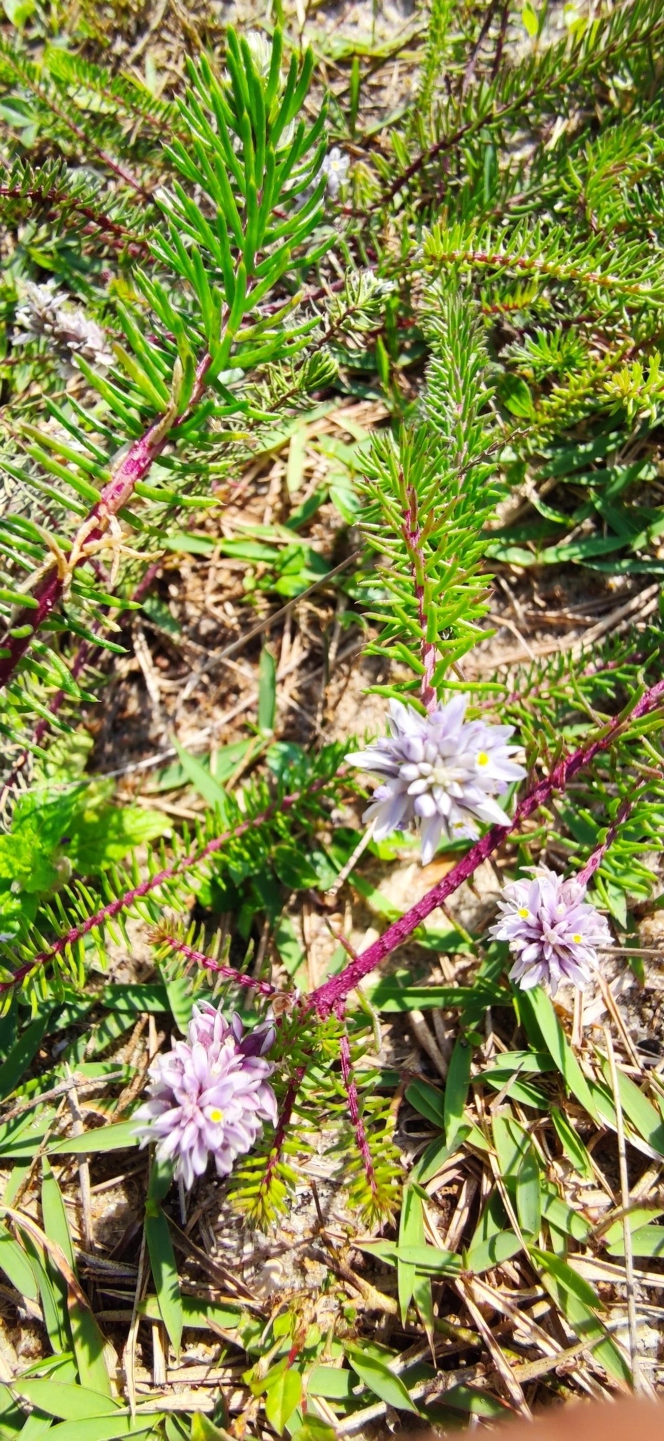 Lychnophora, plantas, fotografado em Indaiá, Caraguatatuba