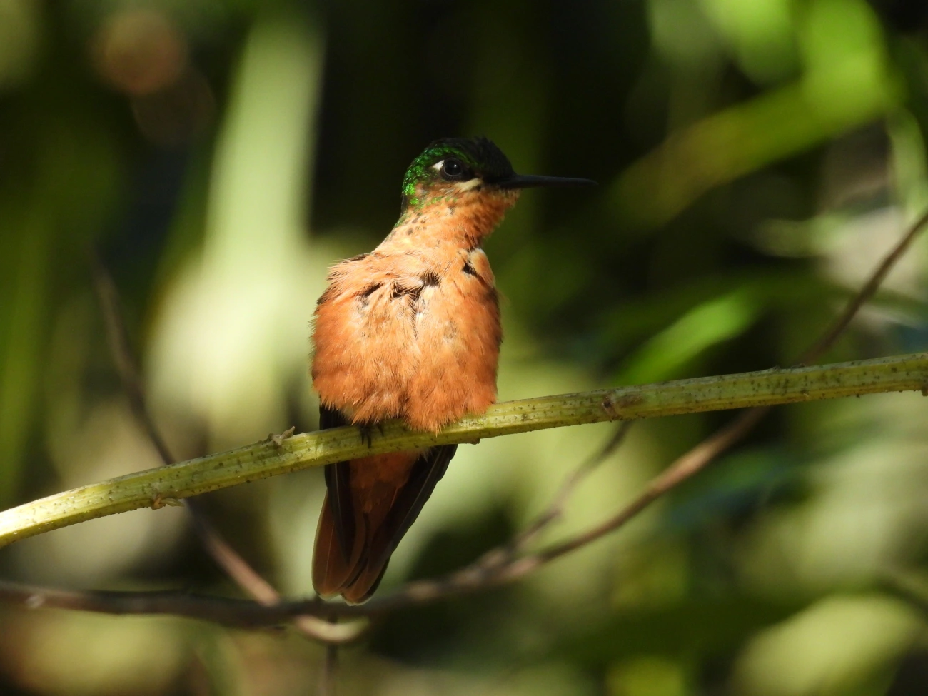 Beija-flor-rubi (Heliodoxa rubricauda), aves, fotografado em Resende