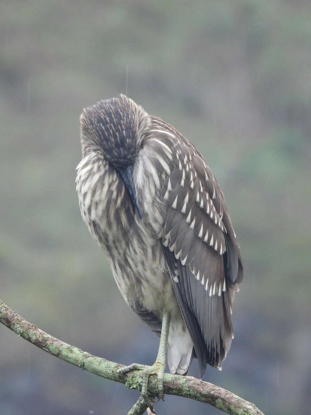 Socó-dorminhoco (Nycticorax nycticorax), aves, fotografado em Centro, Caraguatatuba
