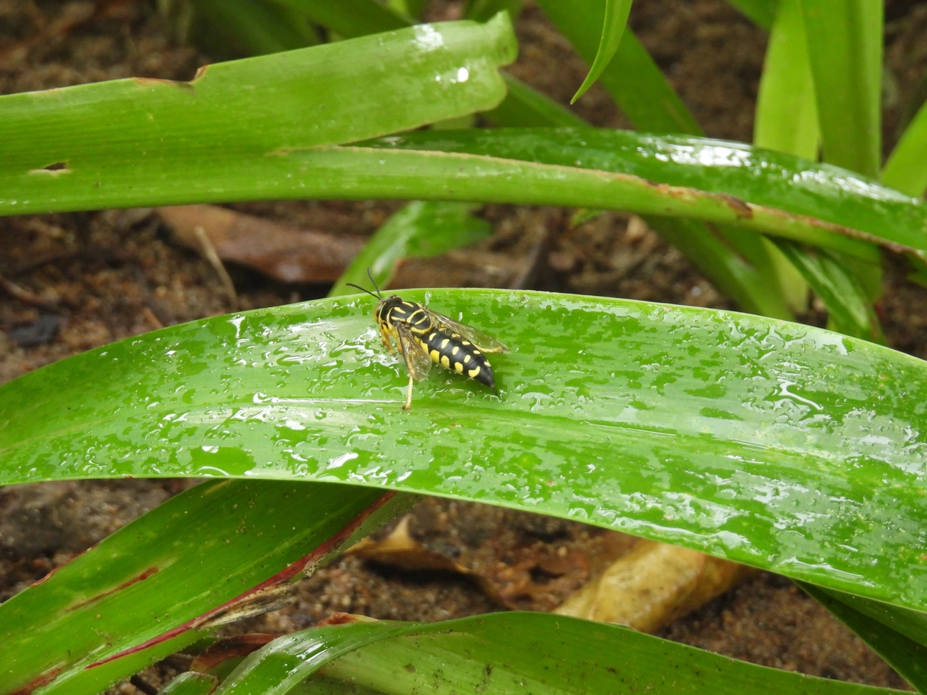 Vespa-da-areia (Stictia maculata), insetos, fotografado em Bonete, Ilhabela