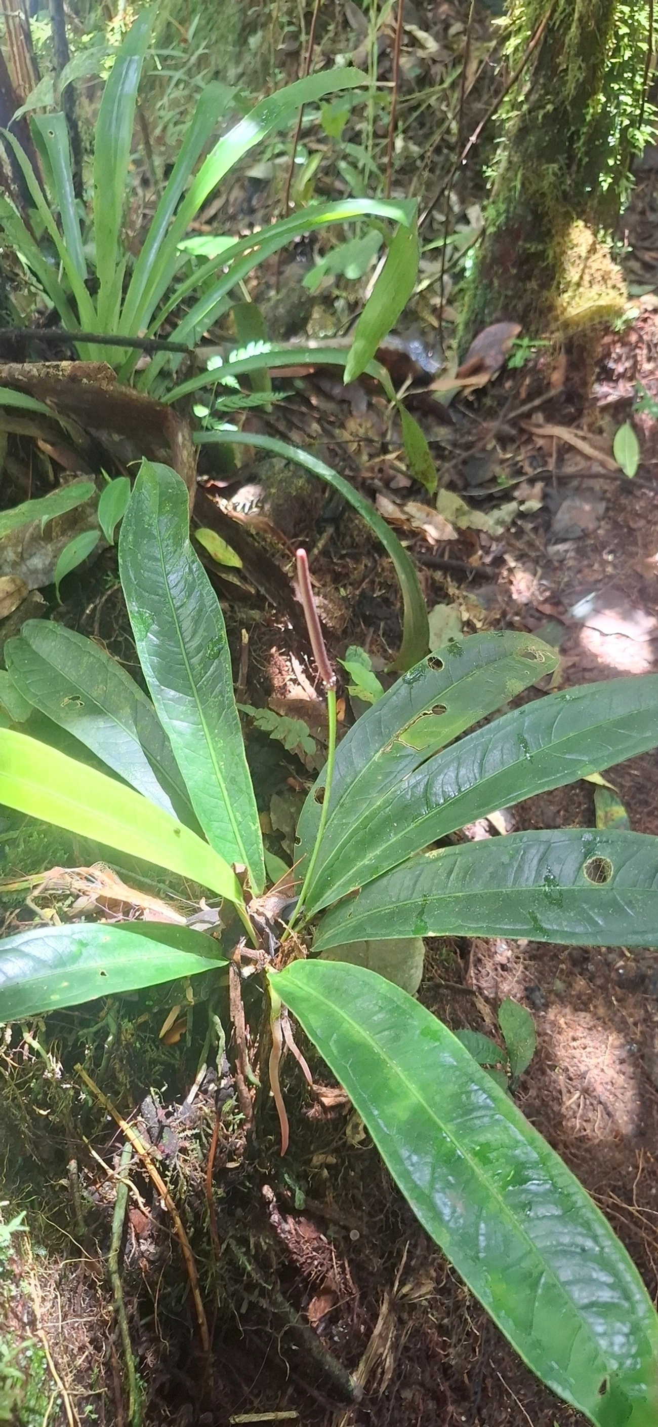 Antúrios (Anthurium), plantas, fotografado em Queluz