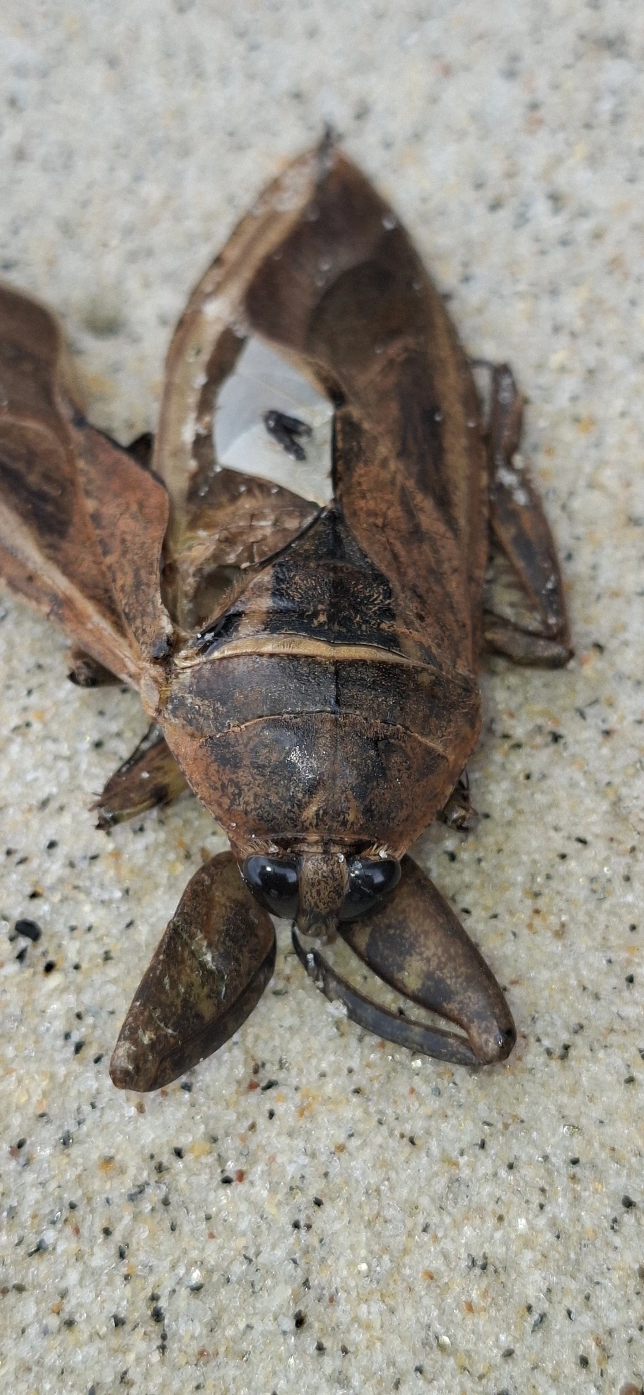 Escorpião-d'água (Lethocerus annulipes), insetos, fotografado em Maresias, São Sebastião