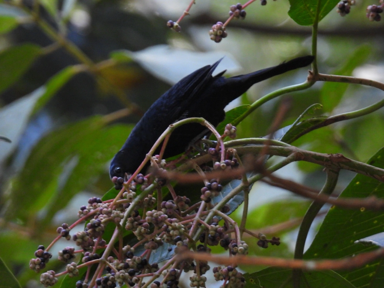 Tiê-preto (Tachyphonus coronatus), aves, fotografado em Maresias, São Sebastião