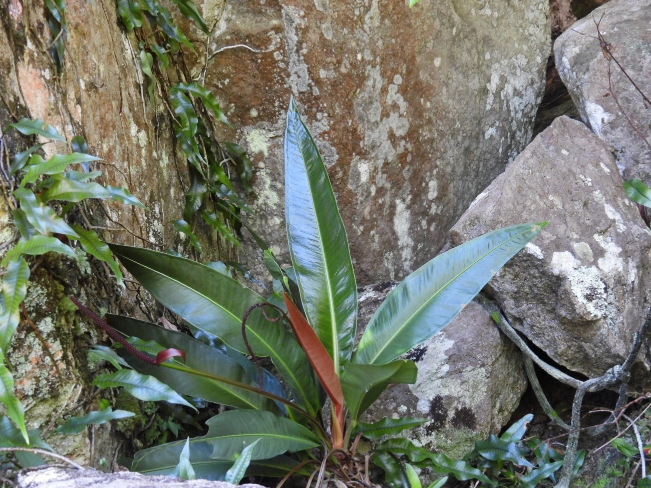 Antúrios (Anthurium), plantas, fotografado em Jabaquara, Ilhabela