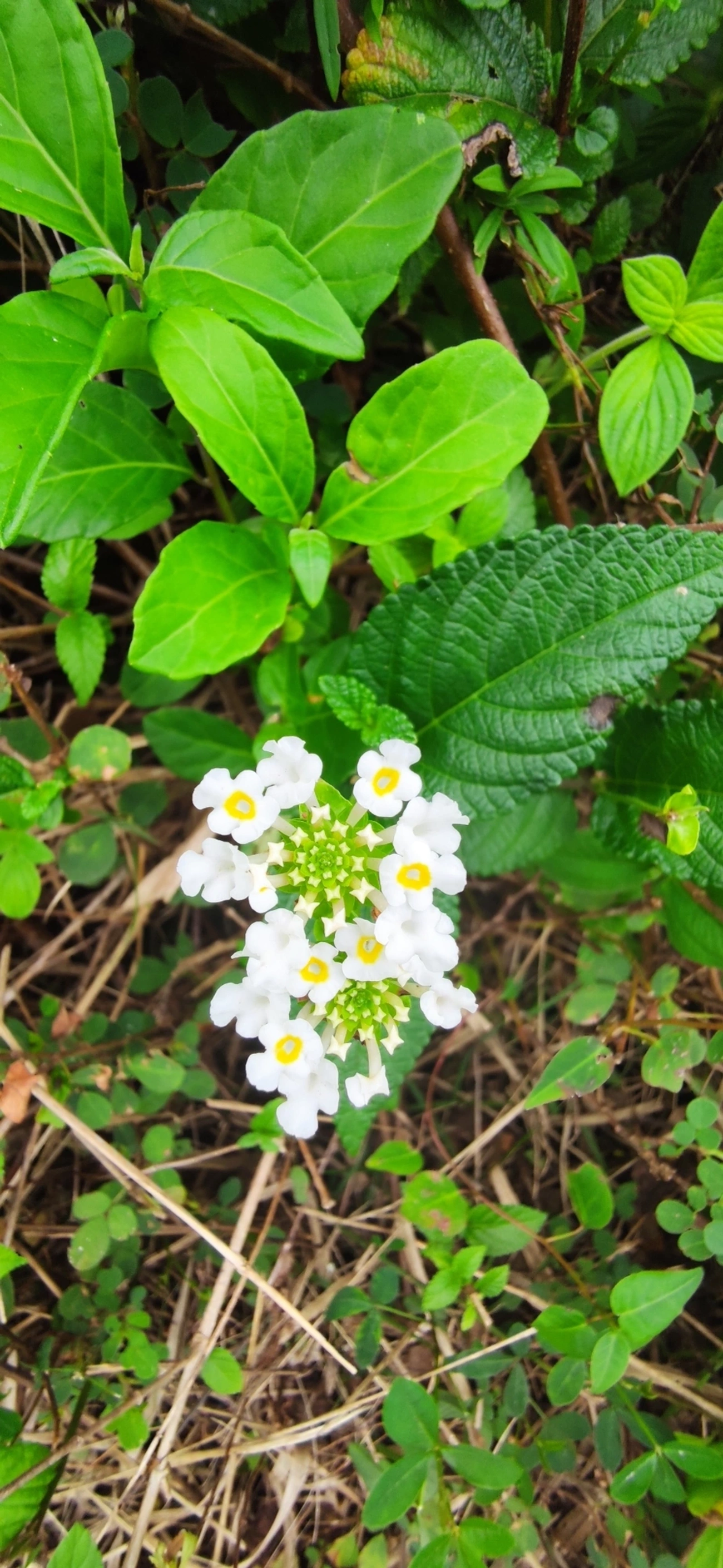 Camará (Lantana camara), plantas, fotografado em Maresias, São Sebastião