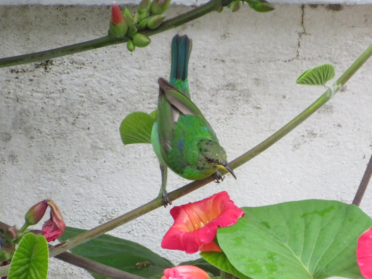 Saí-verde (Chlorophanes spiza), aves, fotografado em Maresias, São Sebastião