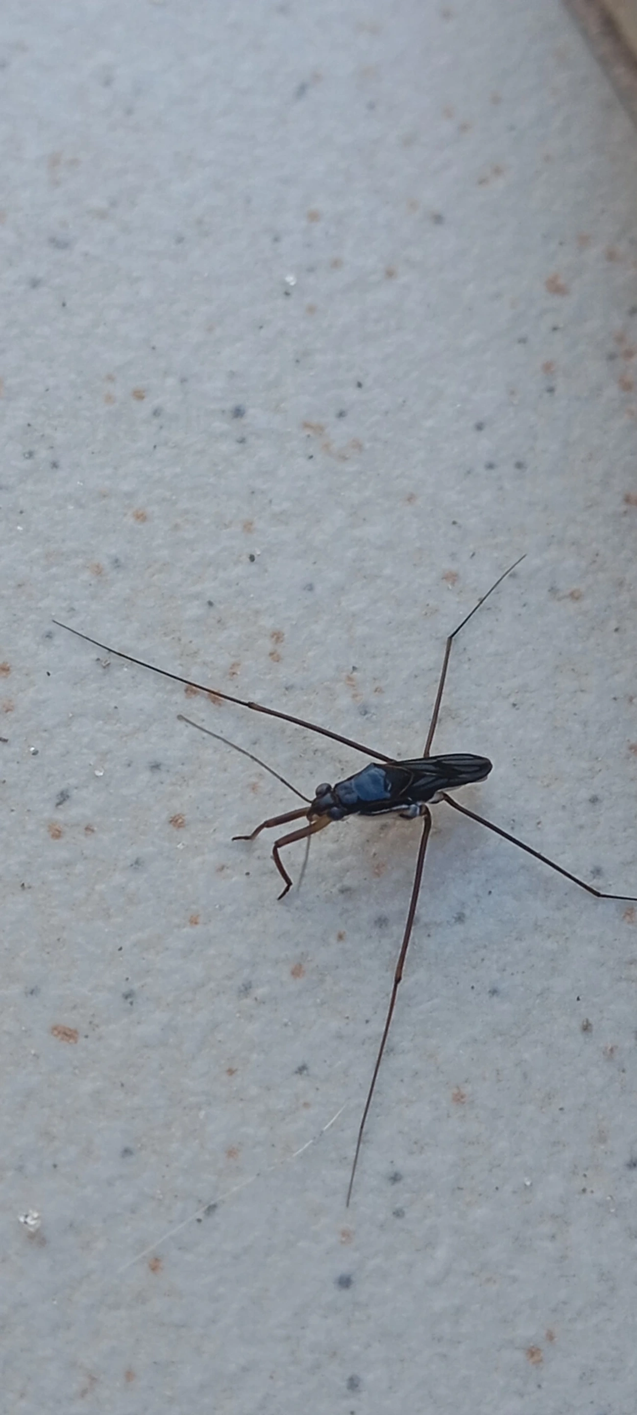 Limnogonus, insetos, fotografado em Maresias, São Sebastião
