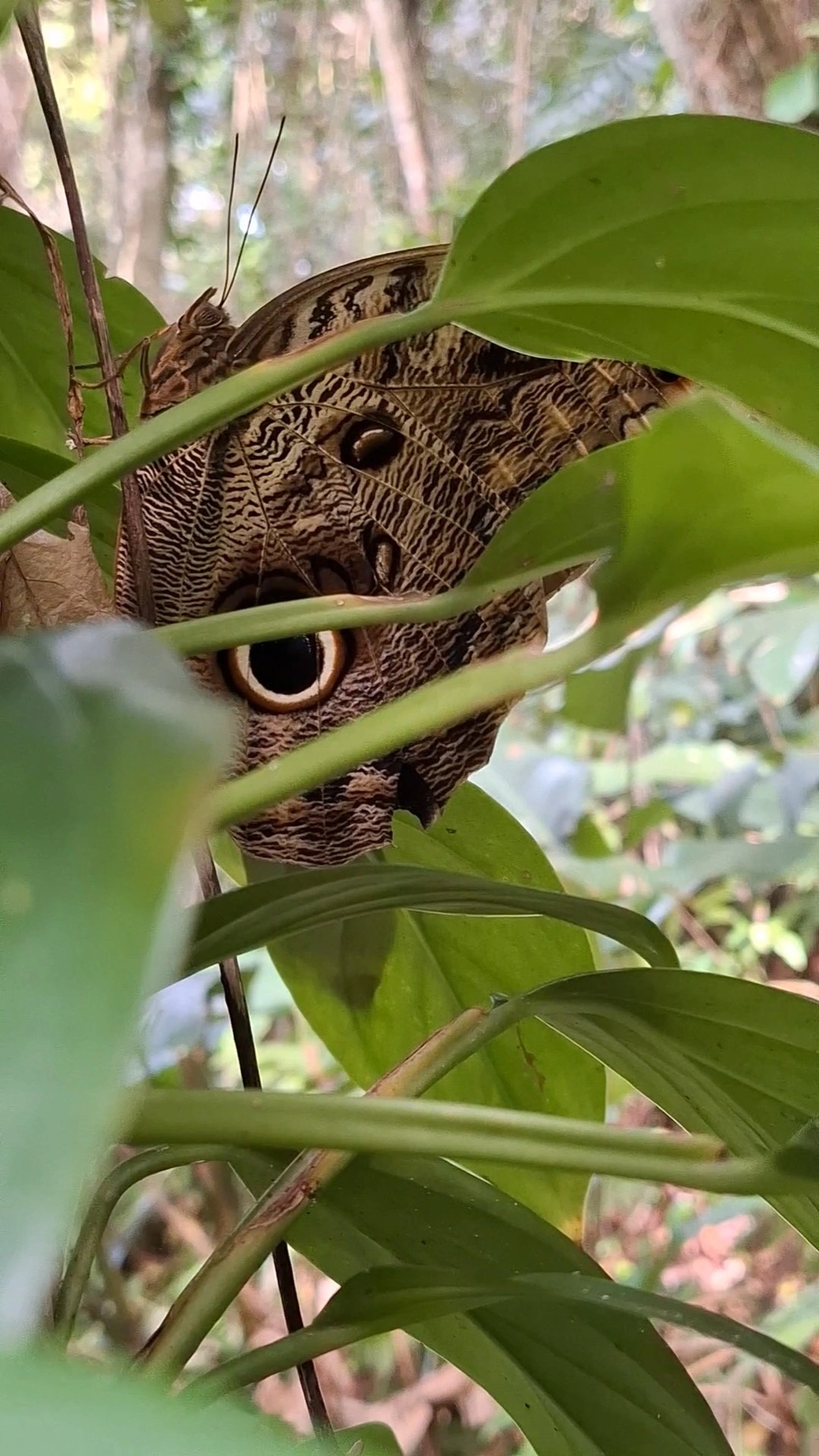 Borboleta-coruja (Caligo brasiliensis), insetos, fotografado em Maresias, São Sebastião