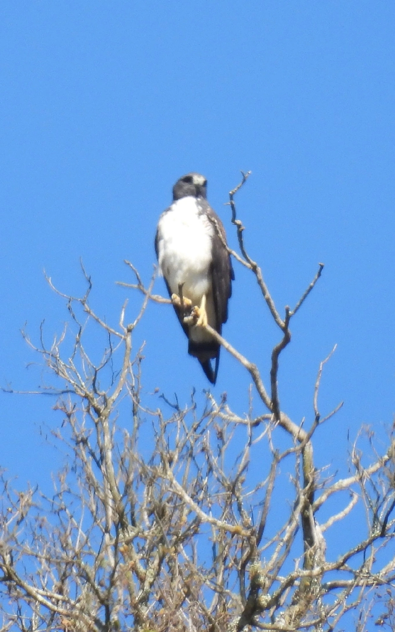 Gavião-de-rabo-branco (Geranoaetus albicaudatus), aves, fotografado em São Luíz do Paraitinga
