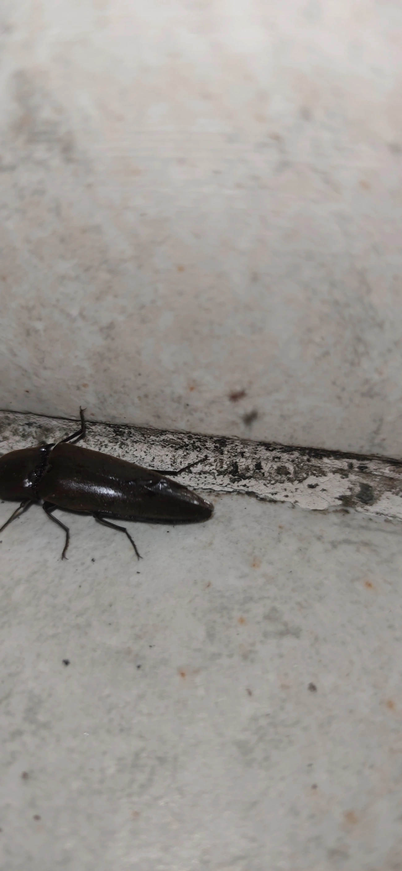 Orthostethus, insetos, fotografado em Maresias, São Sebastião