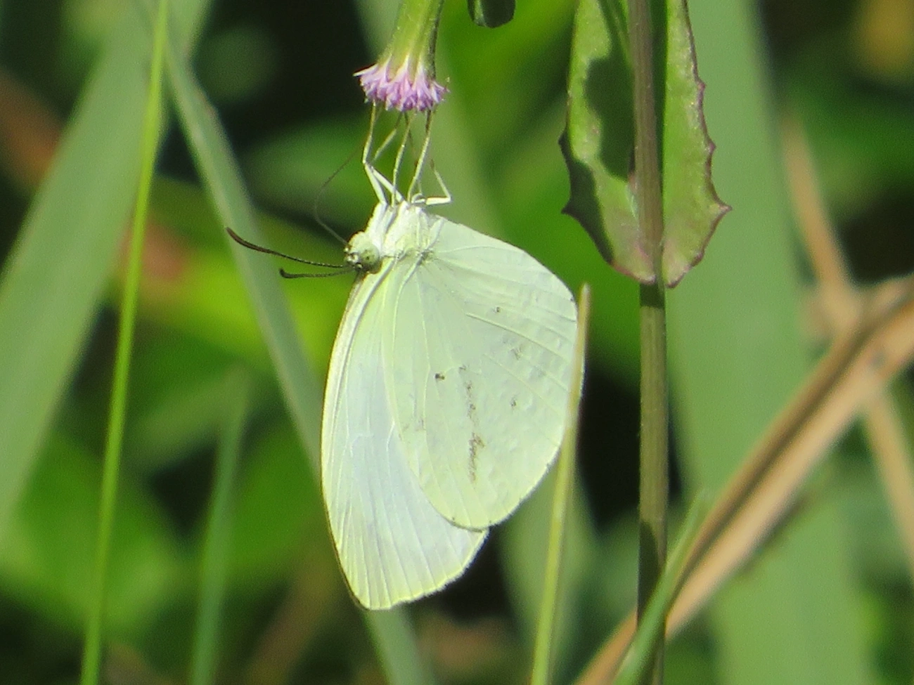 Coliadinae, insetos, fotografado em Maresias, São Sebastião