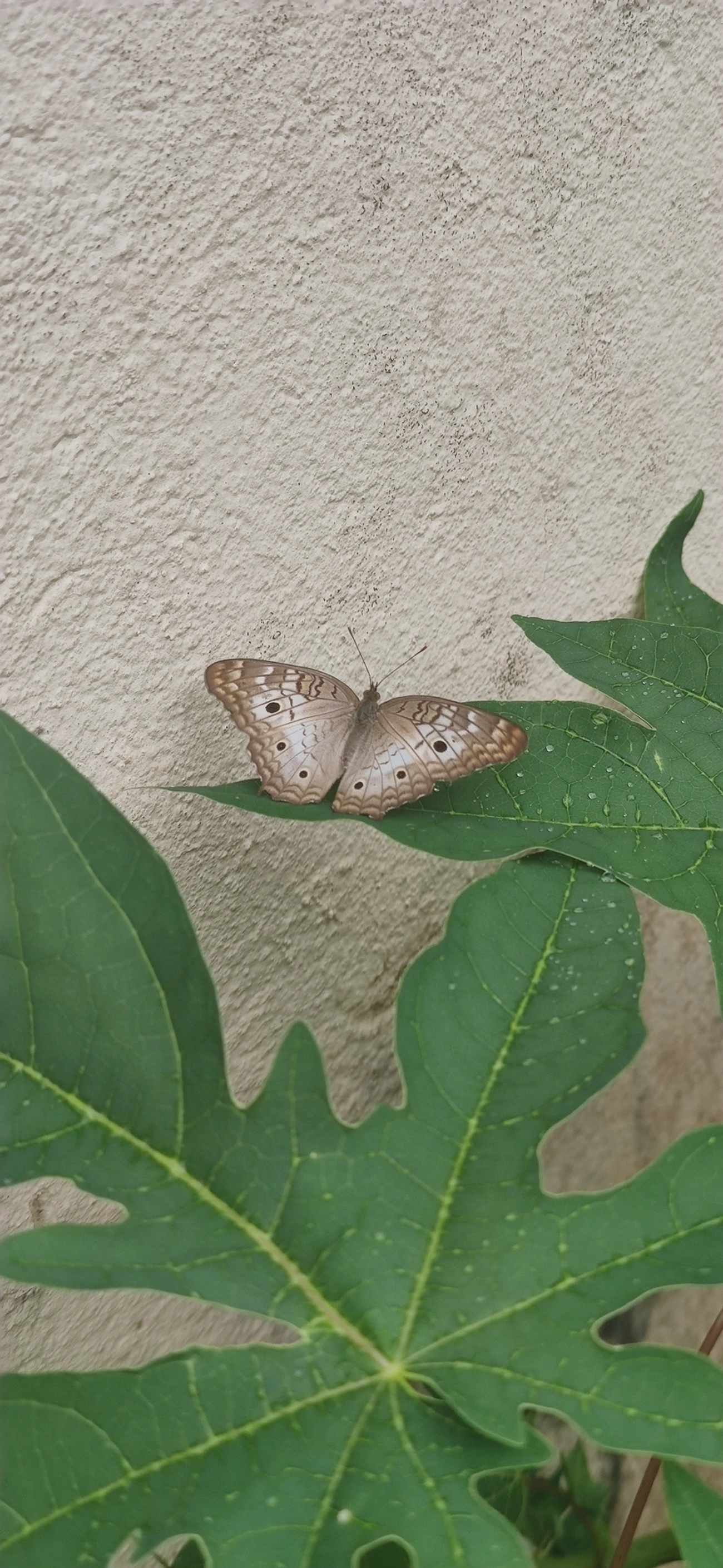 Borboleta-pavão-branco (Anartia jatrophae), insetos, fotografado em Maresias, São Sebastião