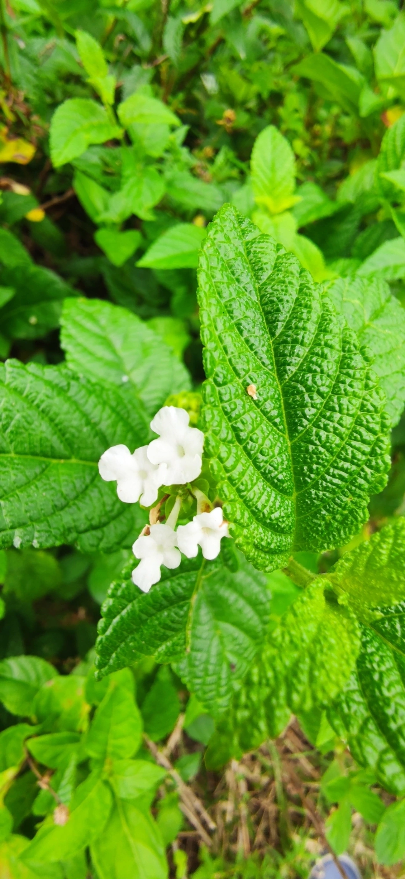 Camará (Lantana camara), plantas, fotografado em Maresias, São Sebastião