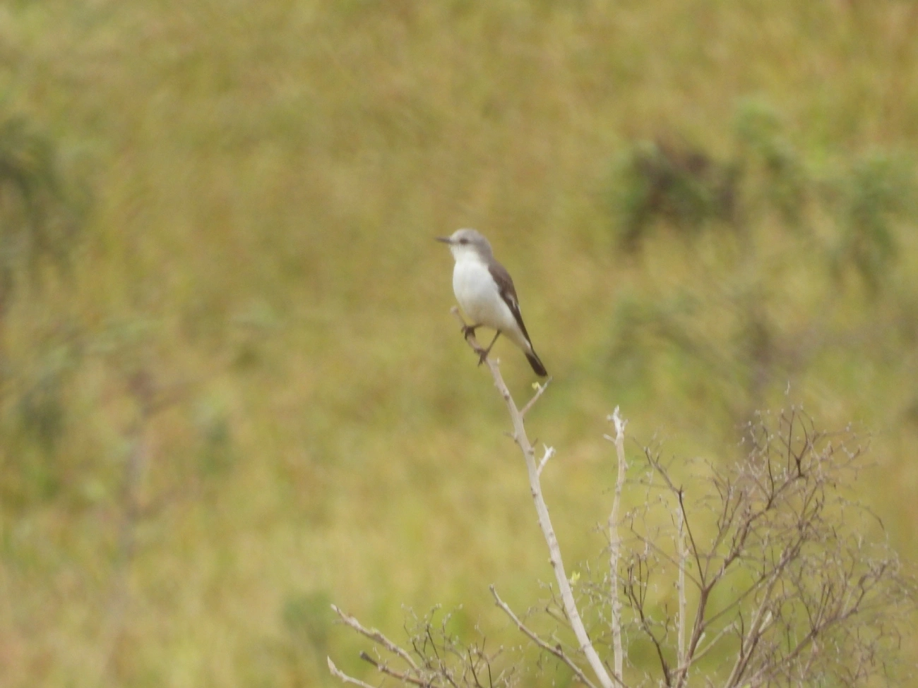 Noivinha-Branca (Xolmis velatus), aves, fotografado em Bragança Paulista