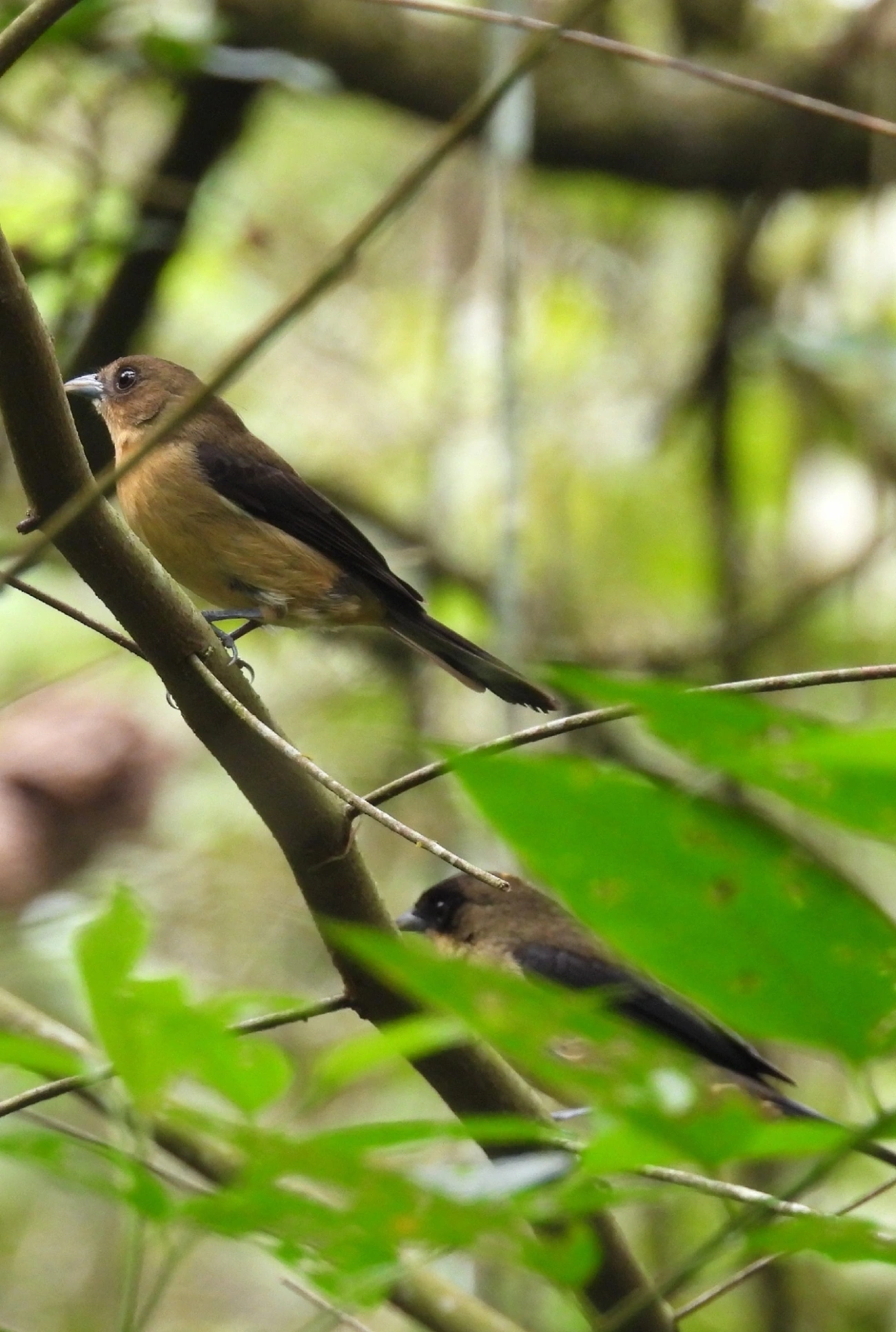 Tiê-de-topete (Trichothraupis melanops), aves, fotografado em Eng. d'Água, Ilhabela