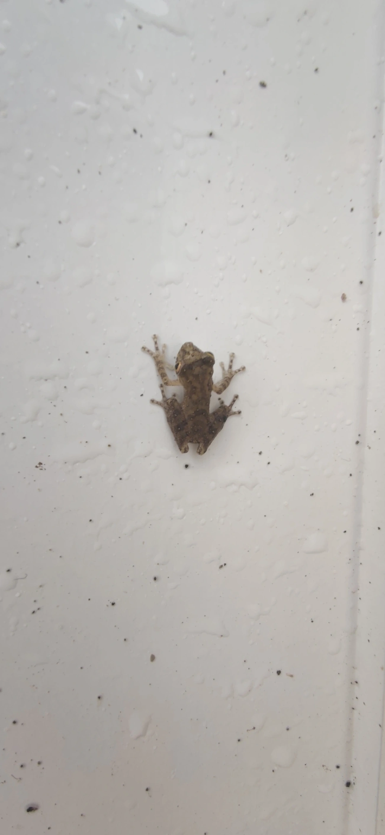 Perereca-do-litoral (Ololygon littoralis), anfíbios, fotografado em Maresias, São Sebastião