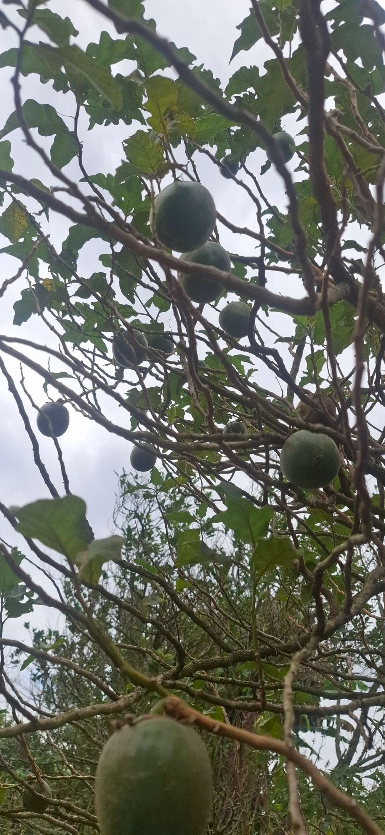 Lobeira (Solanum lycocarpum), plantas, fotografado em Pinheirais, Bragança Paulista