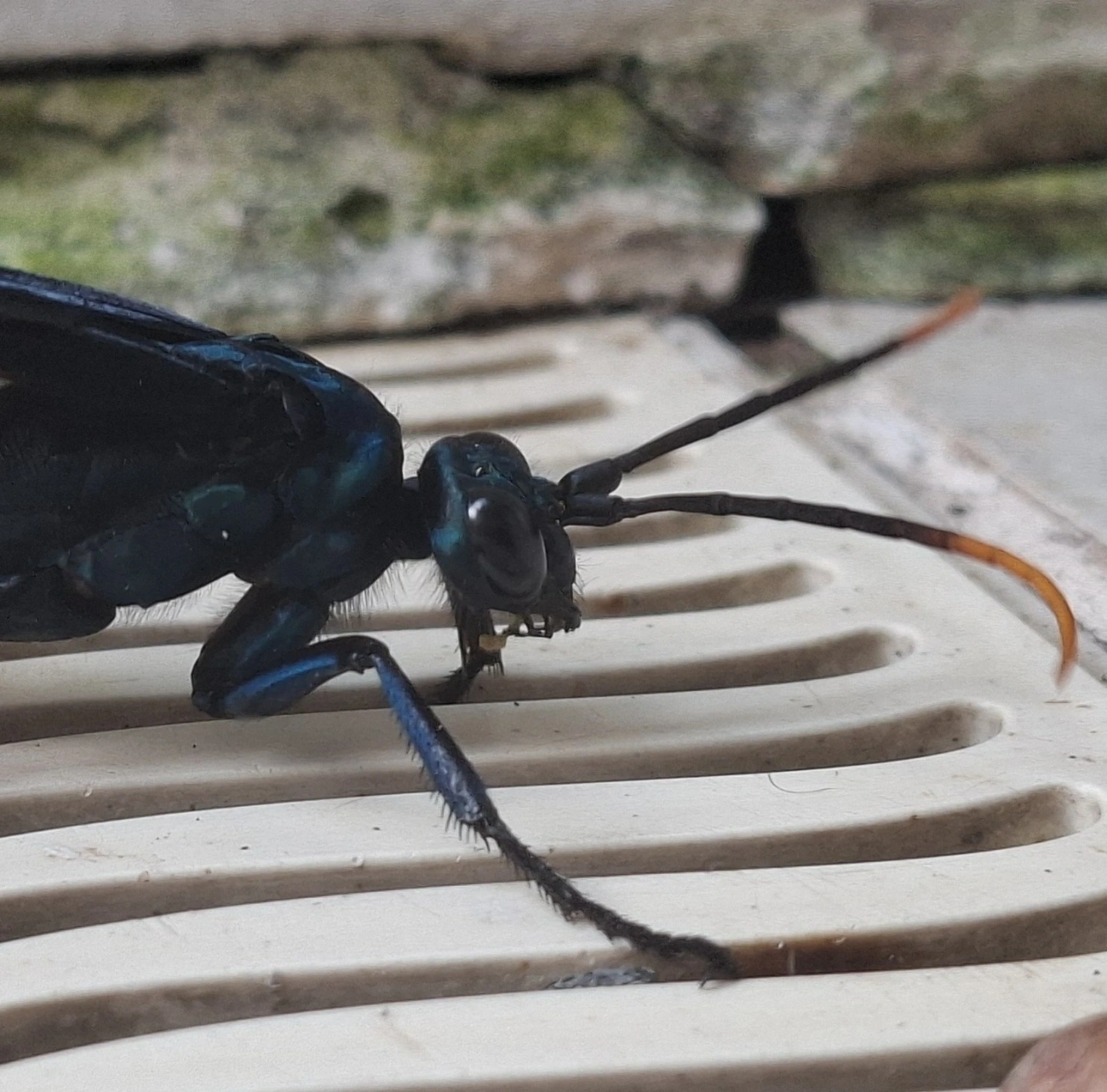 Vespa-caçadora-de-caranguejeira (Pepsis ruficornis), insetos, fotografado em Maresias, São Sebastião