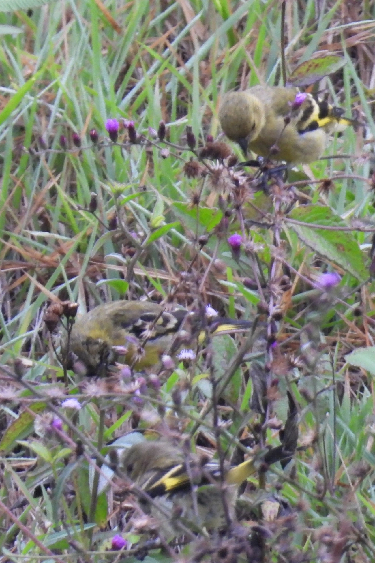 Pintassilgo (Spinus magellanicus), aves, fotografado em Guararema