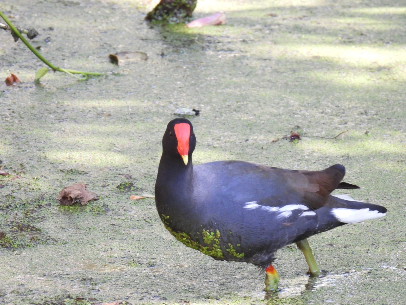 Frango-d'água-comum (Gallinula galeata), aves, fotografado em Maresias, São Sebastião