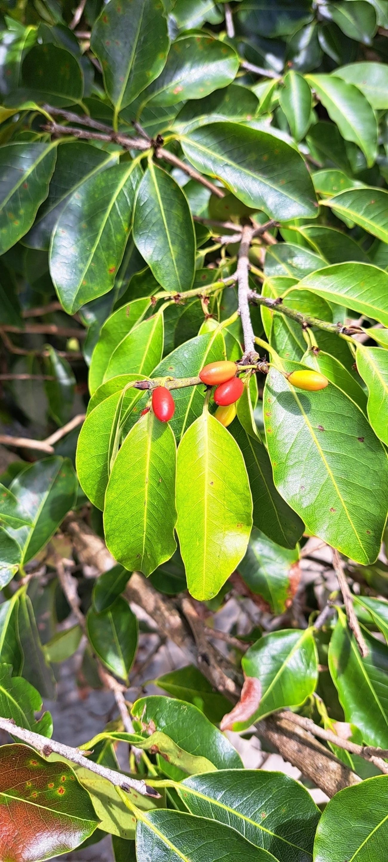Erythroxylum, plantas, fotografado em Maresias, São Sebastião