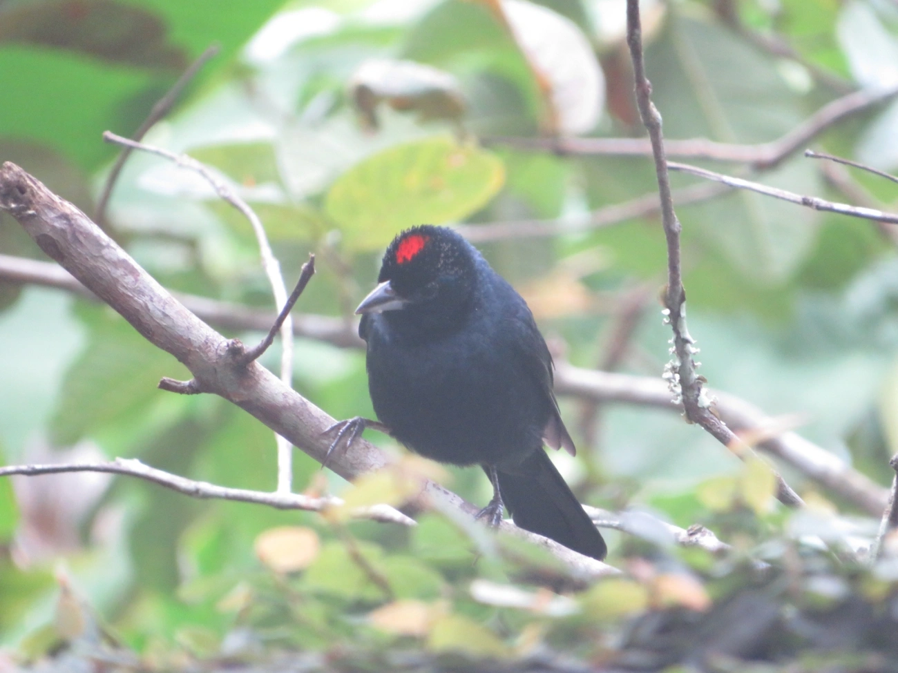 Tiê-preto (Tachyphonus coronatus), aves, fotografado em Maresias, São Sebastião