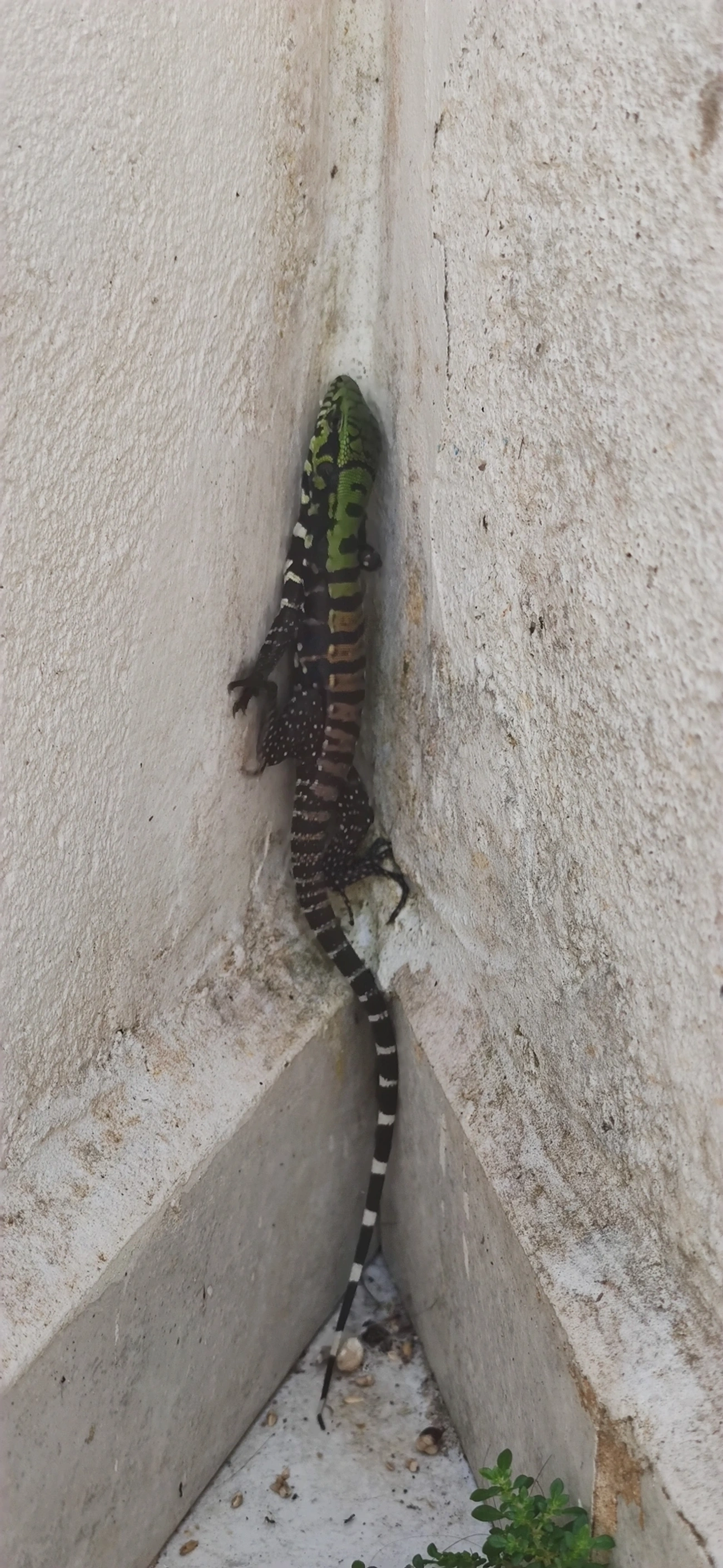 Teiú (Salvator merianae), répteis, fotografado em Maresias, São Sebastião