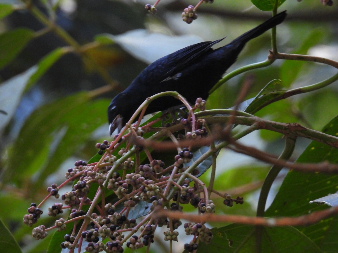 Tiê-preto (Tachyphonus coronatus), aves, fotografado em Maresias, São Sebastião