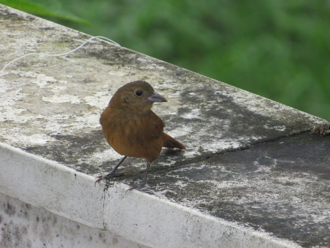 Tiê-preto (Tachyphonus coronatus), aves, fotografado em Maresias, São Sebastião