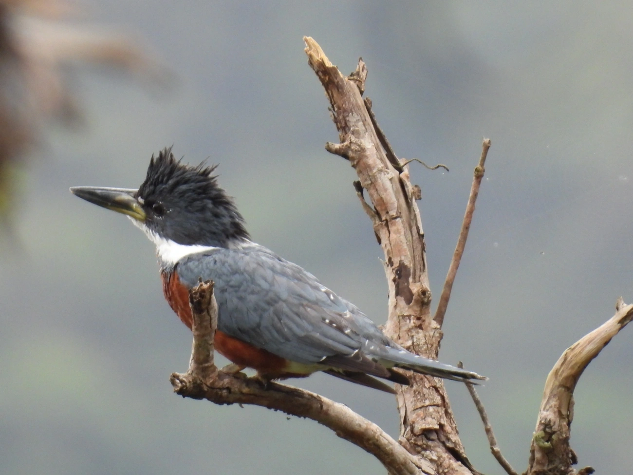 Martim-pescador-grande (Megaceryle torquata), aves, fotografado em Maresias, São Sebastião