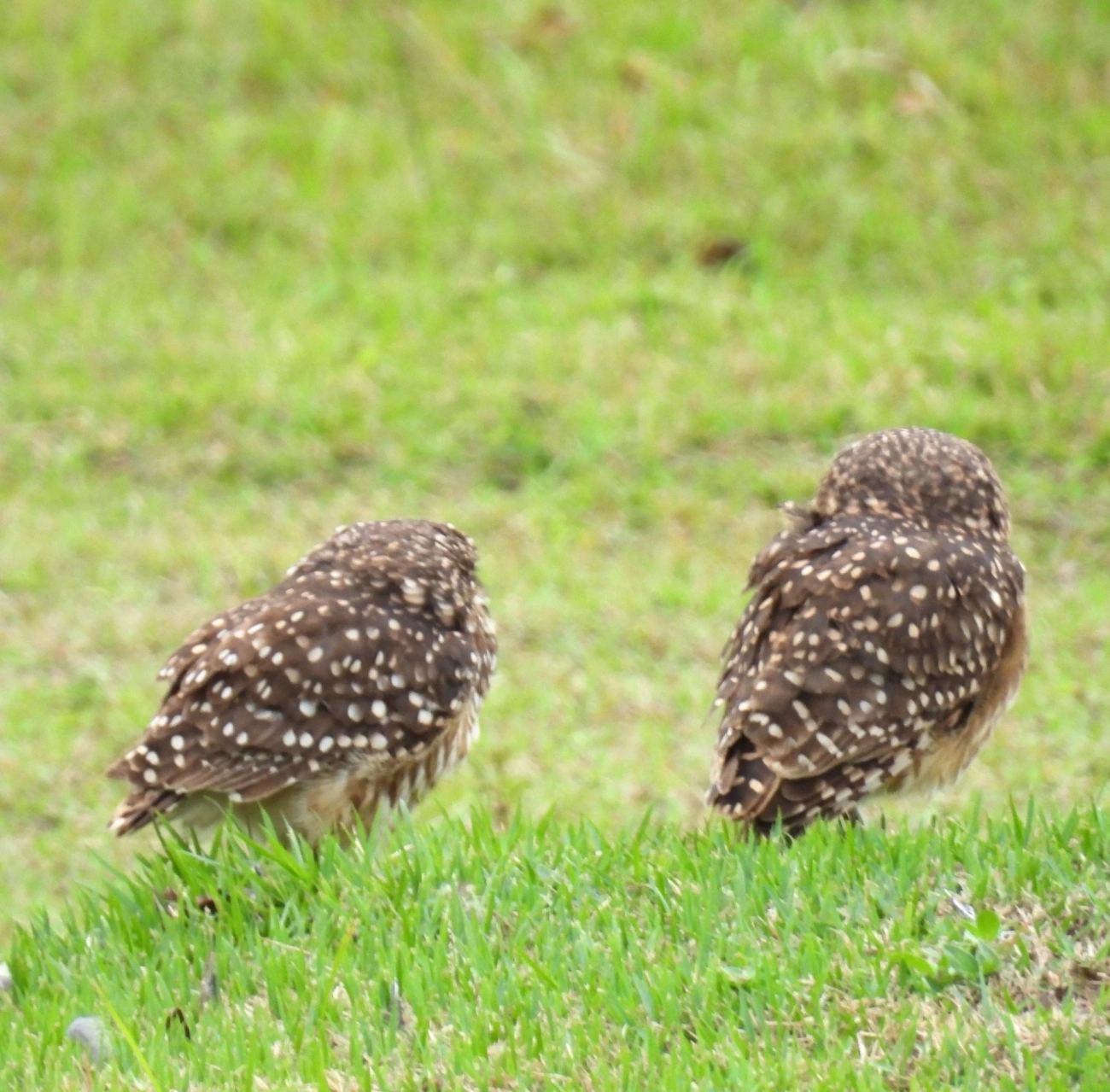 Coruja-buraqueira (Athene cunicularia), aves, fotografado em Praia da Enseada, São Sebastião