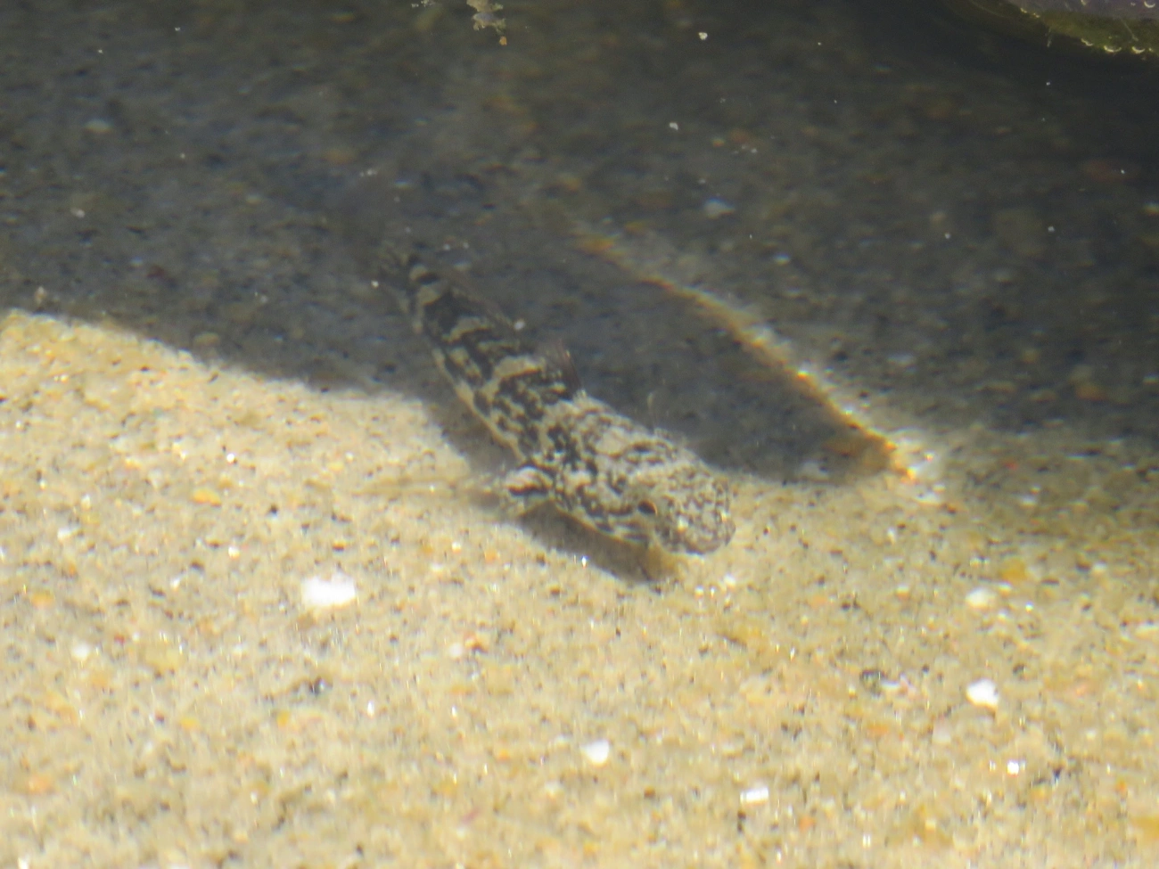 Góbio-de-estuário-americano (Bathygobius soporator), peixes, fotografado em Maresias, São Sebastião