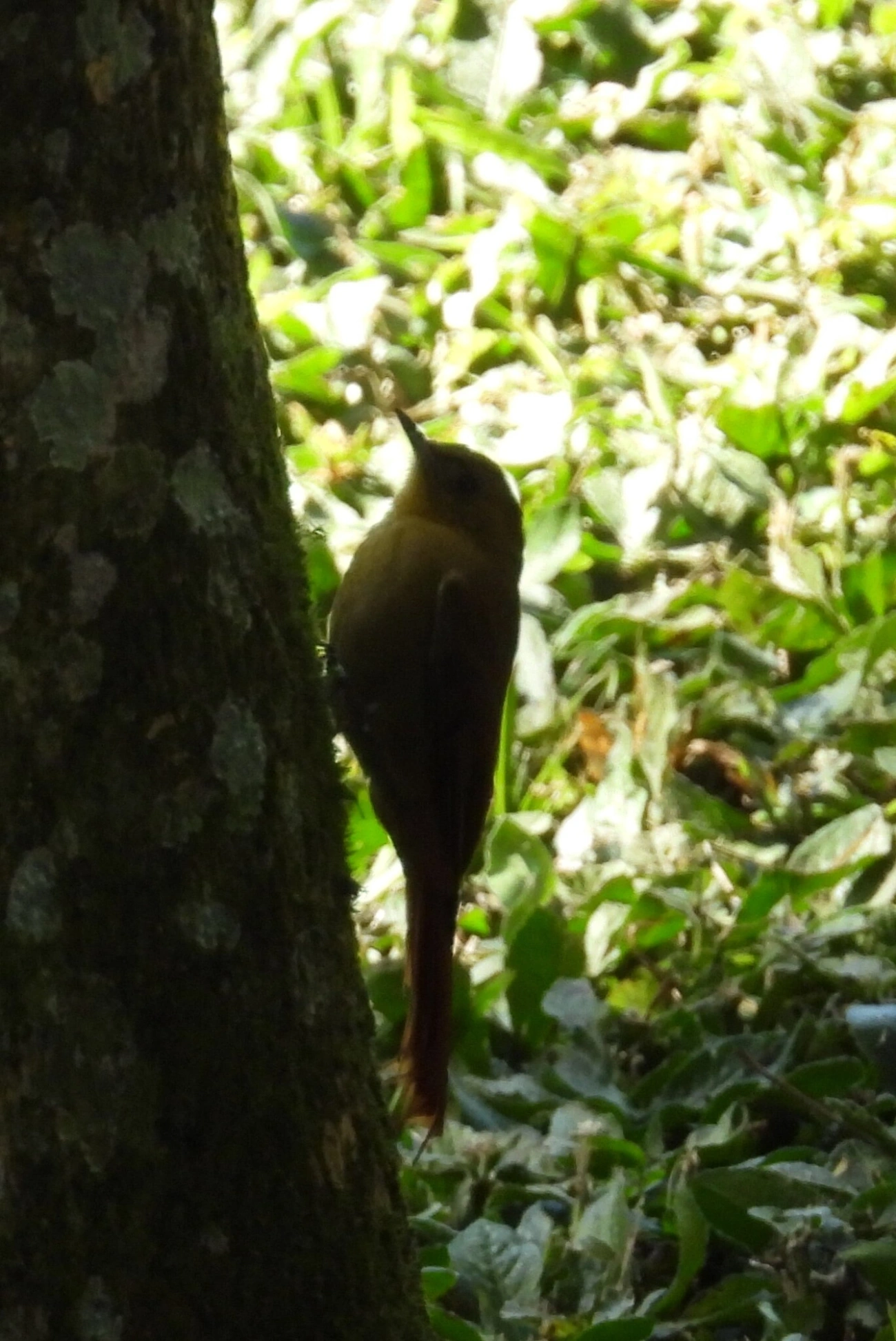 Arapaçu-verde (Sittasomus griseicapillus), aves, fotografado em Resende