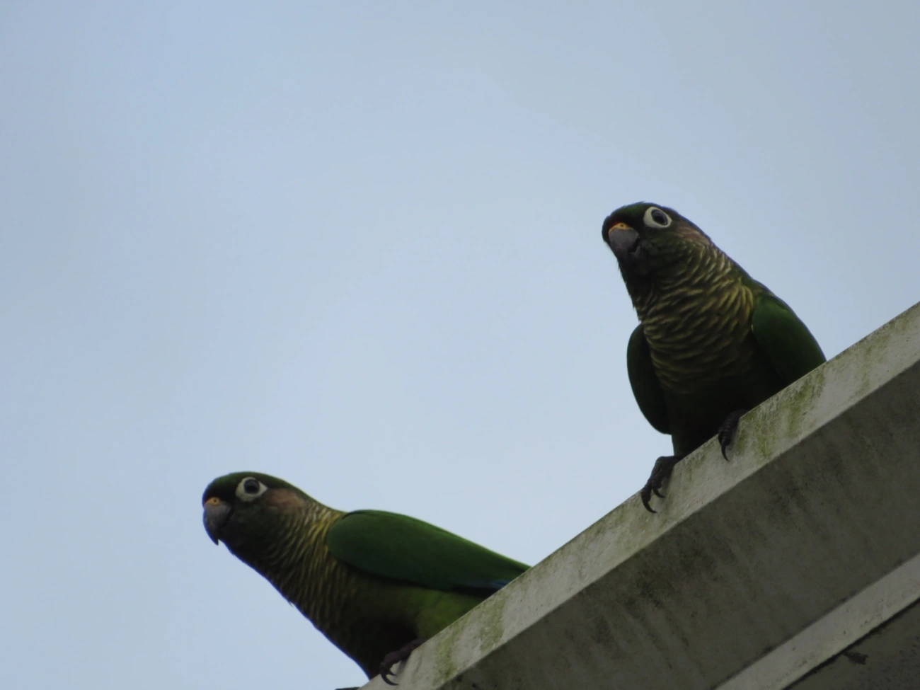 Tiriba-de-testa-vermelha (Pyrrhura frontalis), aves, fotografado em Maresias, São Sebastião