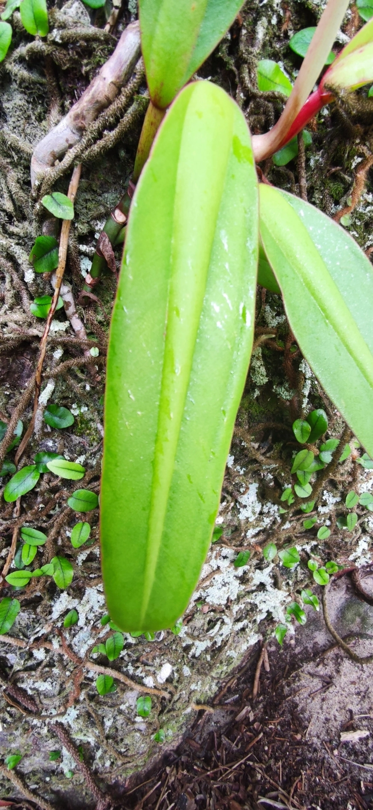 Filodendro (Philodendron crassinervium), plantas, fotografado em Paúba, São Sebastião